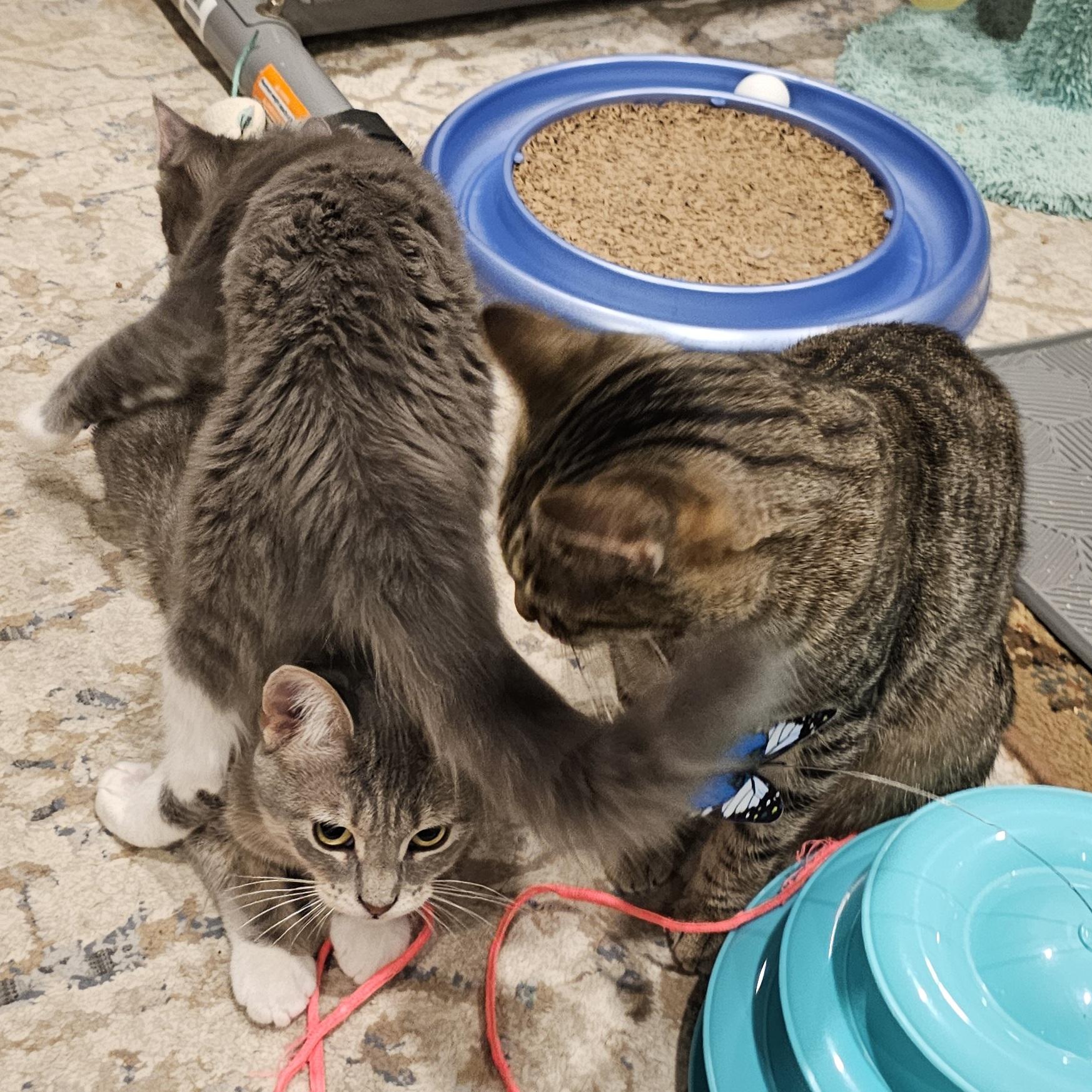 Bonded trio pack: Kitten, Libby and Tiny