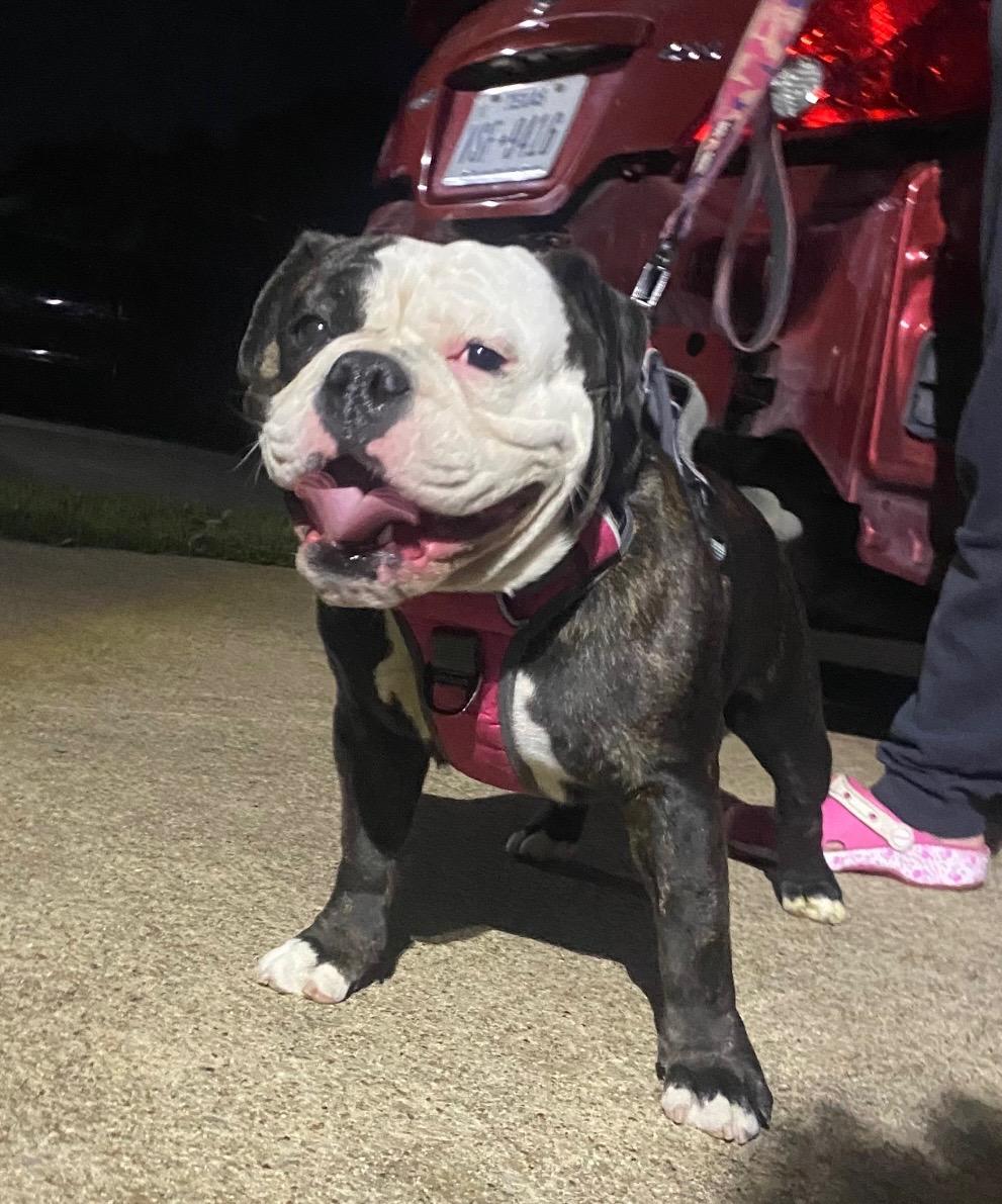 Enlarge Lia, a Adoptable American Bulldog in Dallas, TX image 1/1