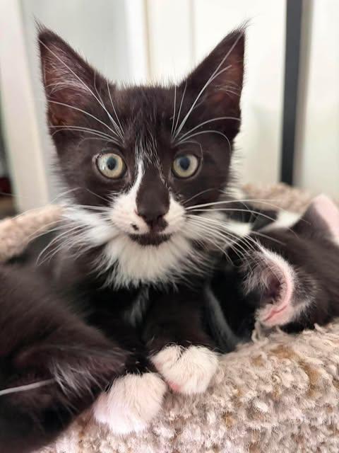 MOCHI, an adopted Domestic Short Hair in Campbell River, BC image 2/3