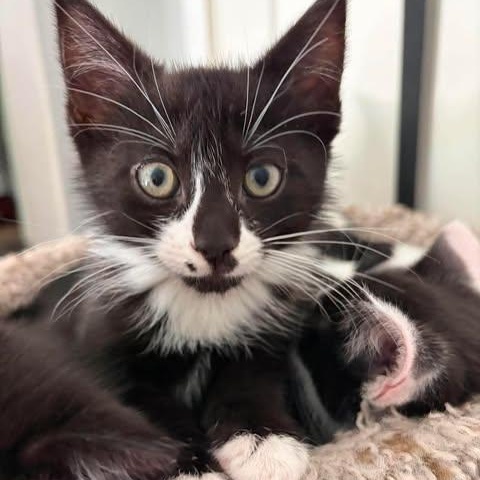 MOCHI, an adopted Domestic Short Hair in Campbell River, BC image 1/3