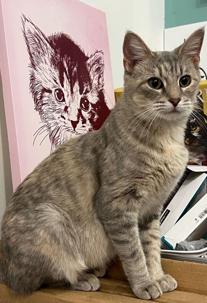 Enlarge Kitty, a Adoptable Domestic Short Hair in McPherson, KS image 1/3