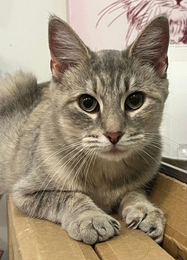 Enlarge Kitty, a Adoptable Domestic Short Hair in McPherson, KS image 2/3