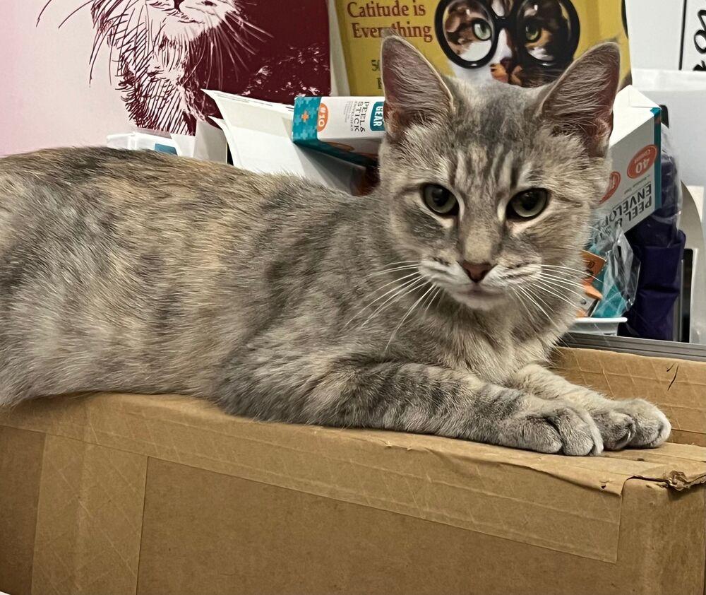 Enlarge Kitty, a Adoptable Domestic Short Hair in McPherson, KS image 3/3