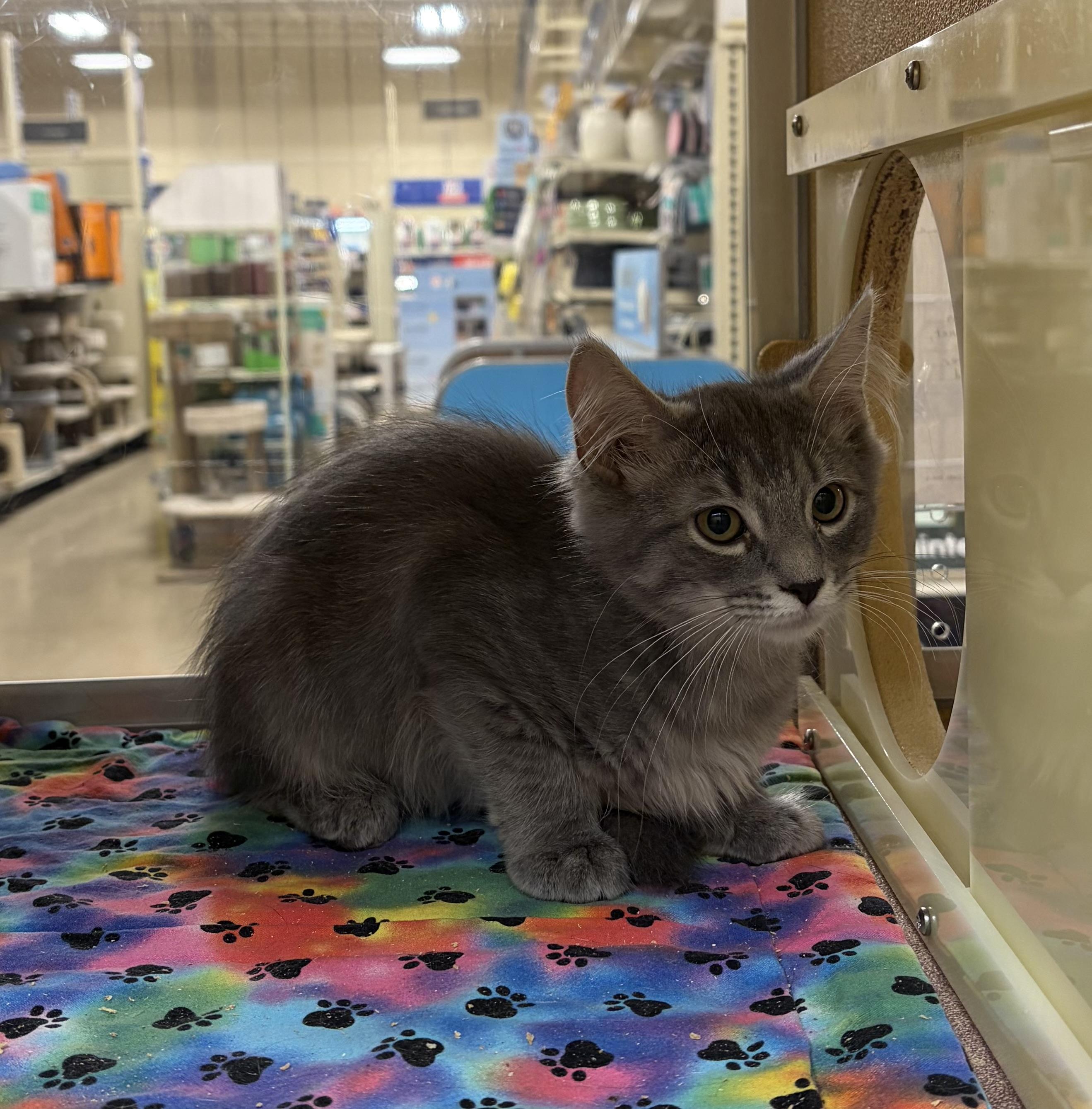 Enlarge Sylvie Shewman (beautiful girl), an adopted Domestic Long Hair in Stowe, PA image 2/3