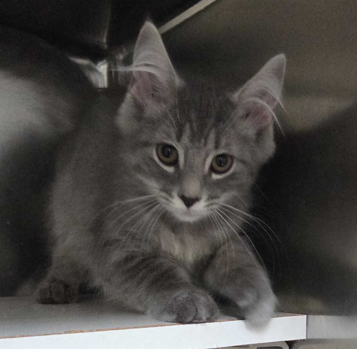 Sylvie Shewman (beautiful girl), adopted, Kitten Female Domestic Long Hair.