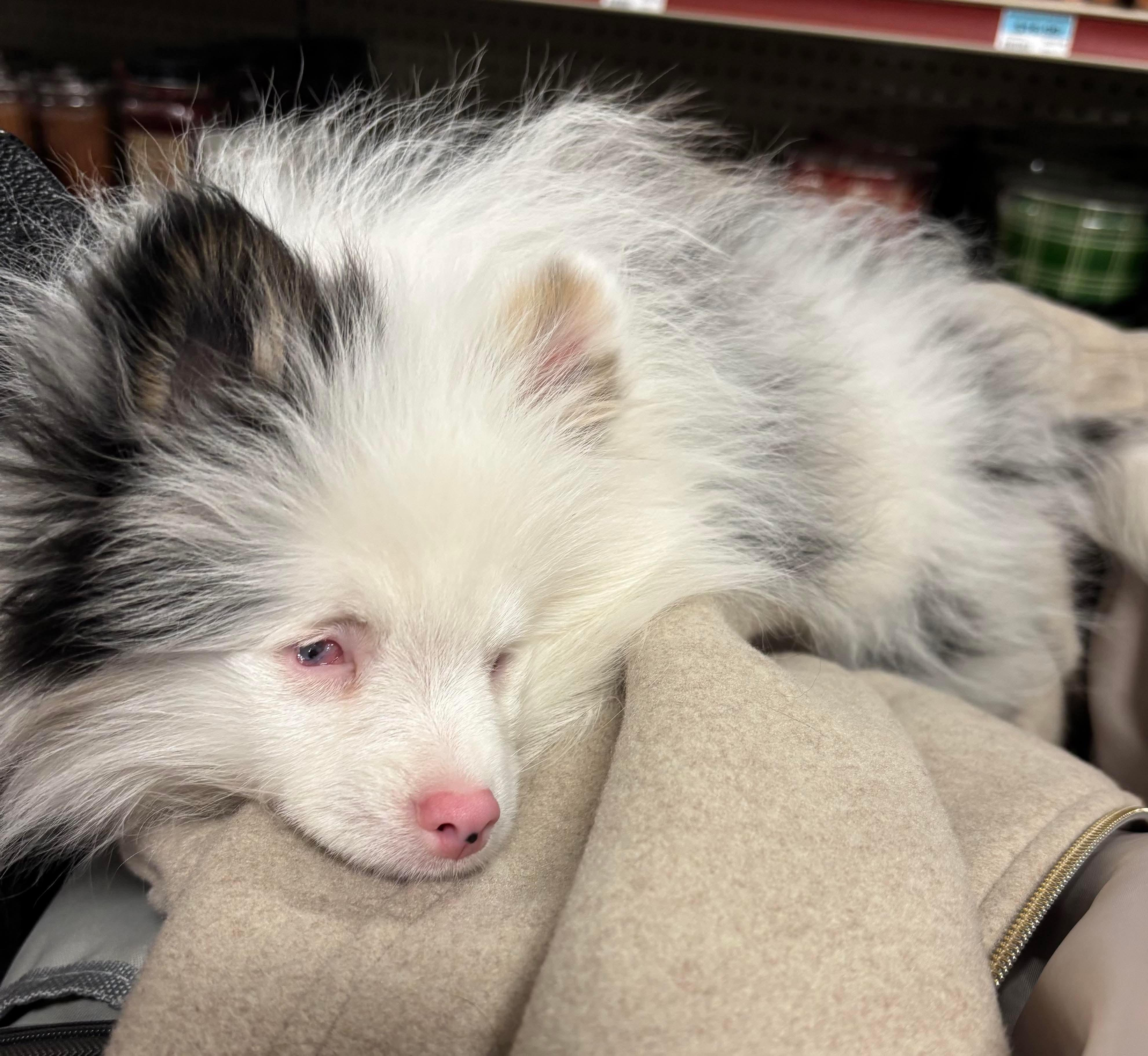 Brussel Sprout, an adopted Pomeranian in Brockport, NY image 1/5