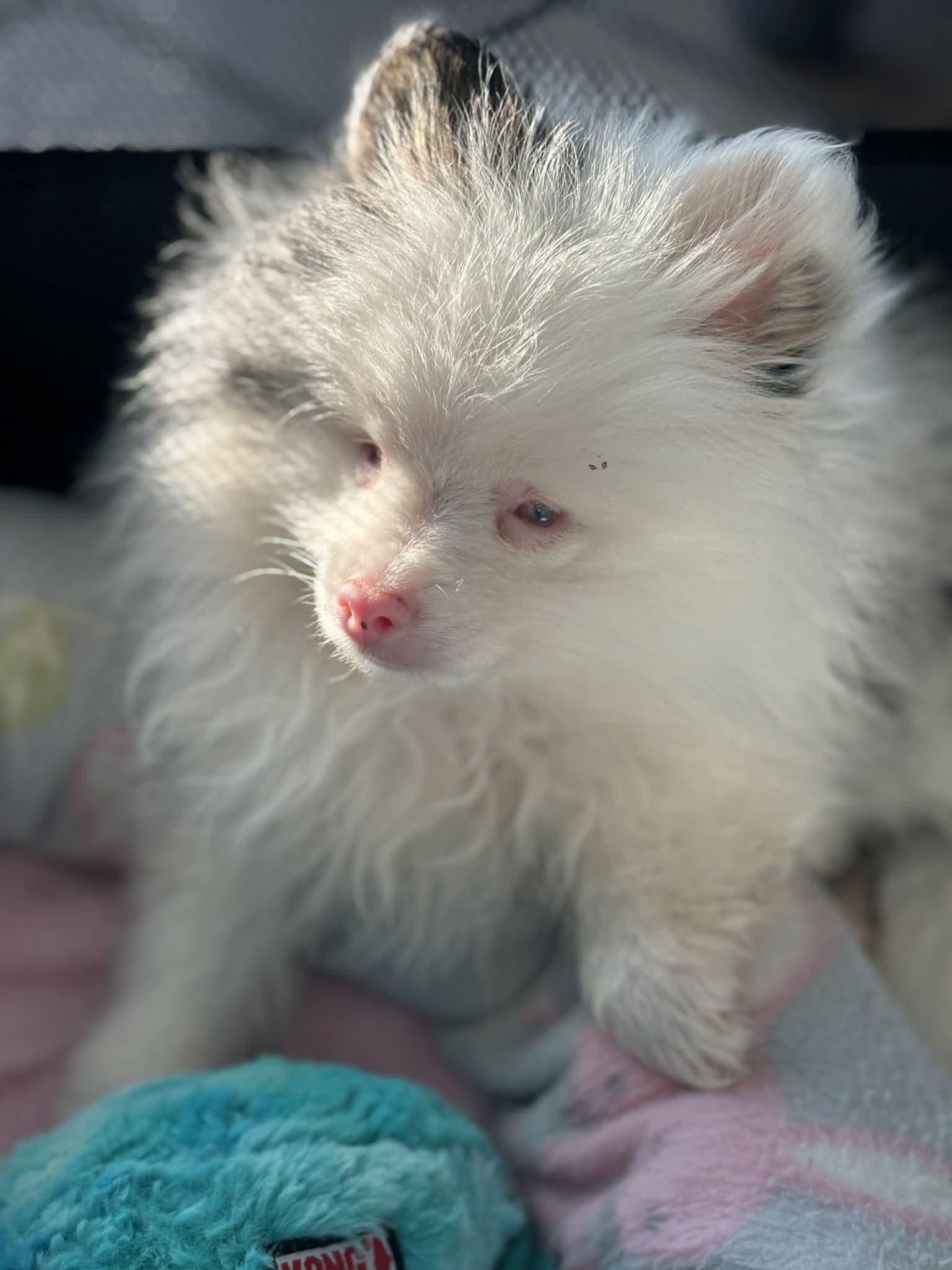 Brussel Sprout, a Adoptable Pomeranian in Brockport, NY image 3/3