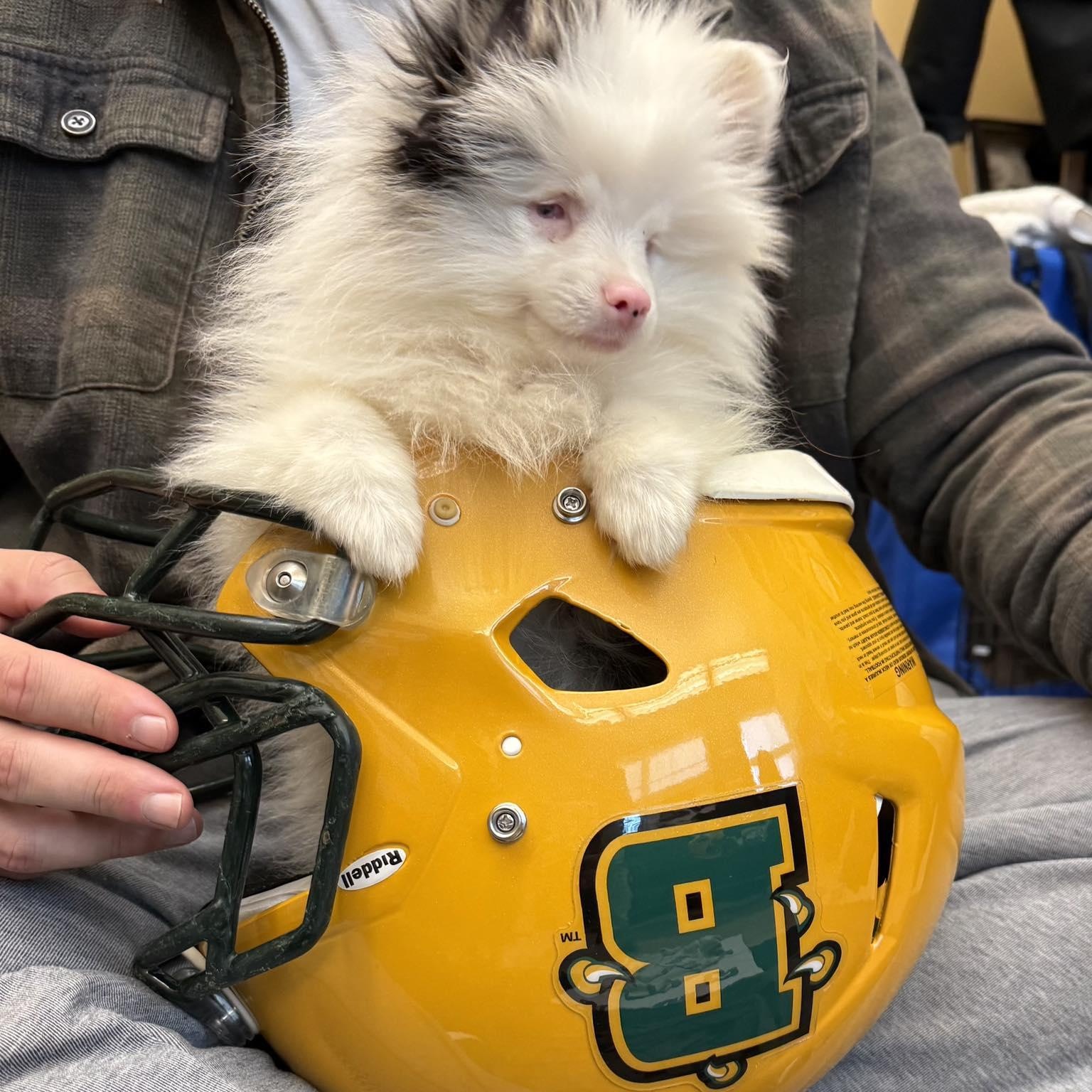 Brussel Sprout, an adopted Pomeranian in Brockport, NY image 2/5