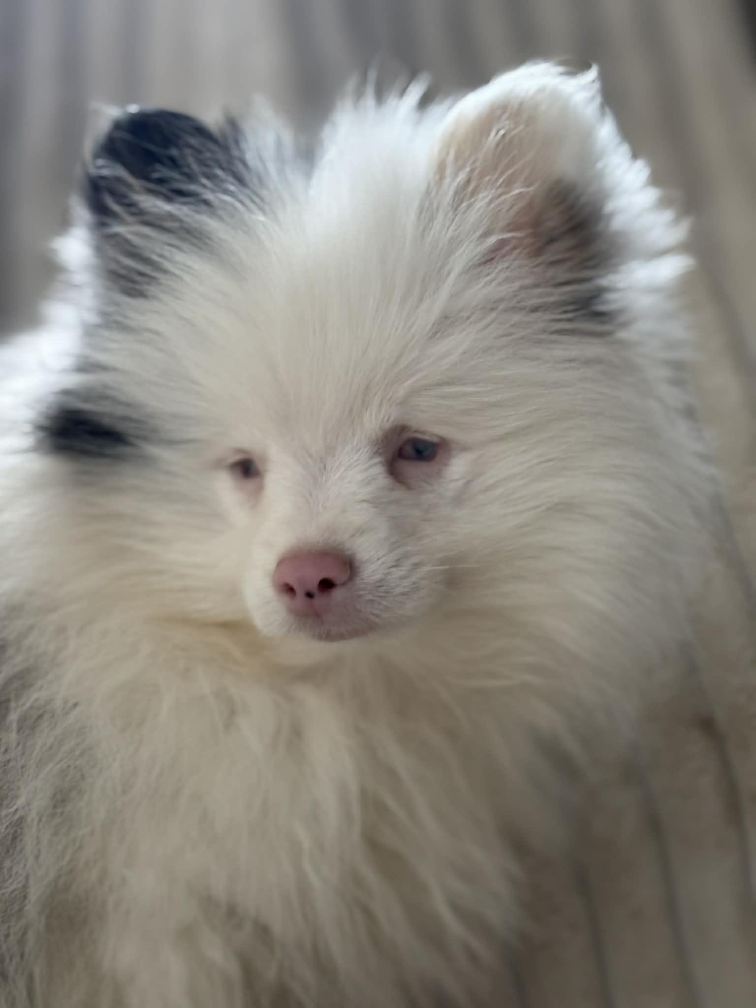 Brussel Sprout, Adoptable, Puppy Male Pomeranian.