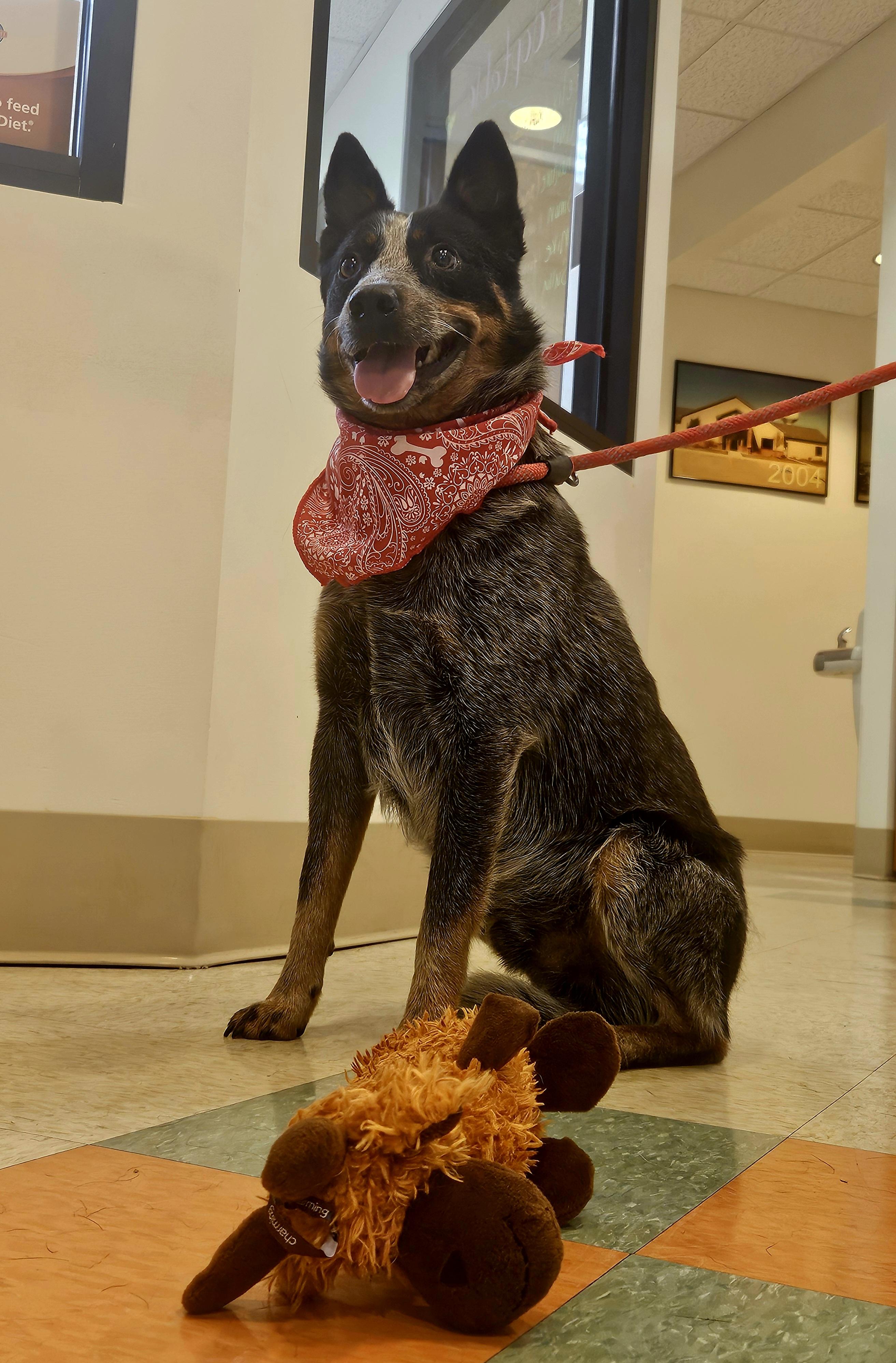 Benji, adopted, Adult Male Australian Cattle Dog / Blue Heeler.