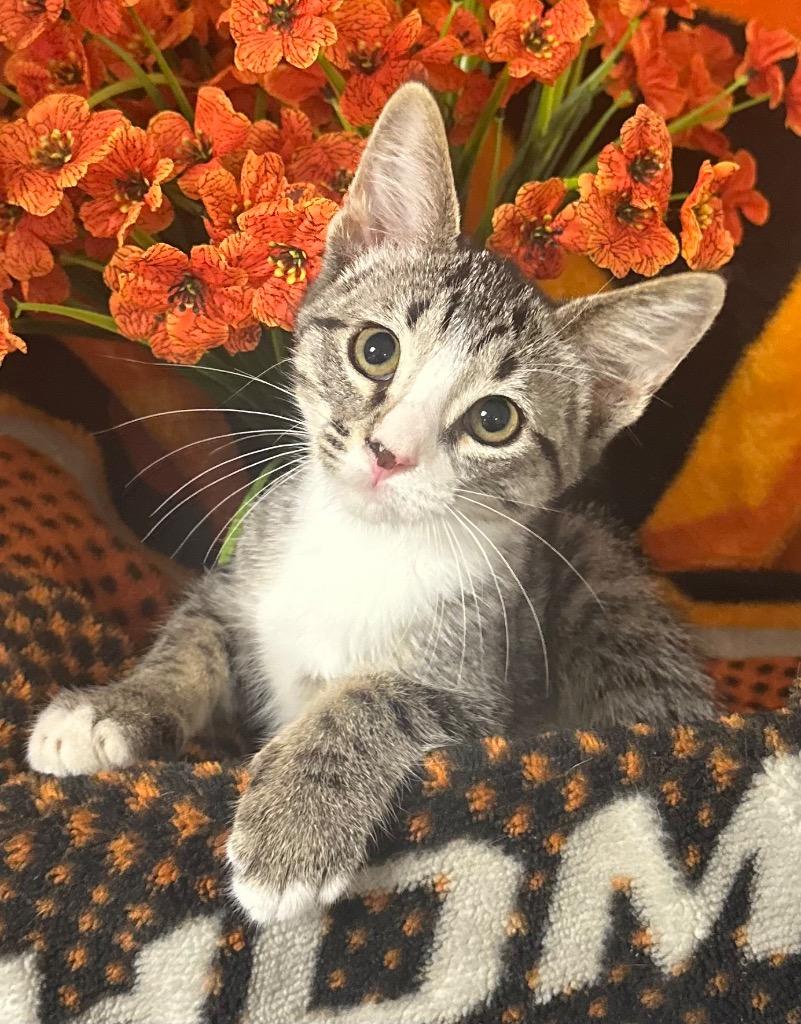 Enlarge 2/6/26 - Venus, a Adoptable mixed breed in Stillwater, OK image 1/1