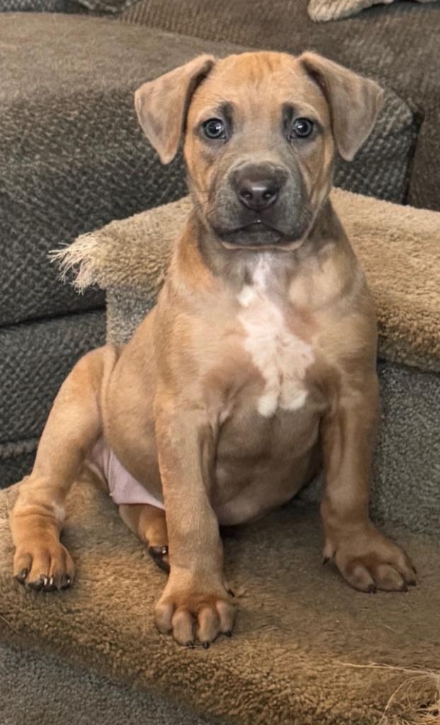 Enlarge Amara (Charlotte 'Charli'), a Adopted mixed breed in Indianola, IA image 2/2