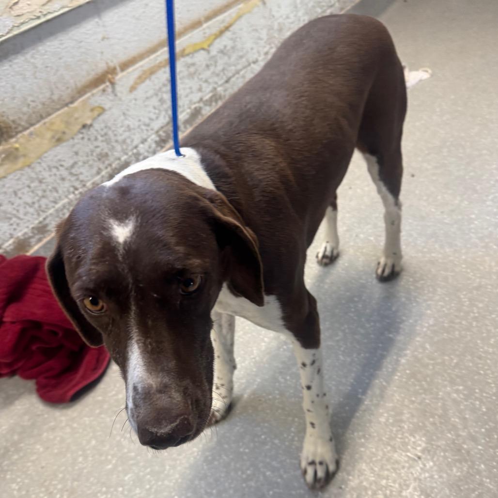 Babe, Adoptable, Senior Female German Shorthaired Pointer.