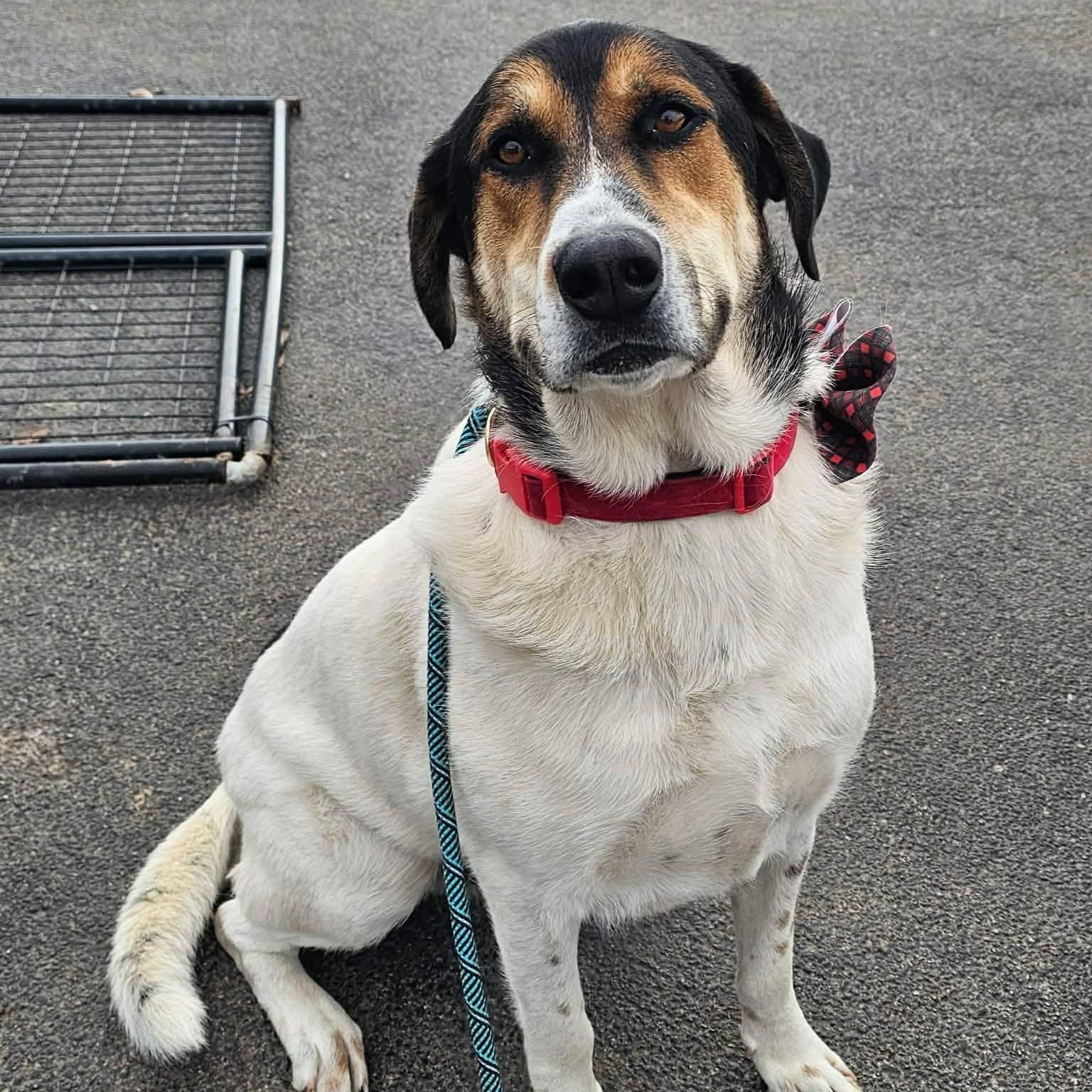 Enlarge Harper, a ADOPTABLE mixed breed in Minooka, IL image 4/4