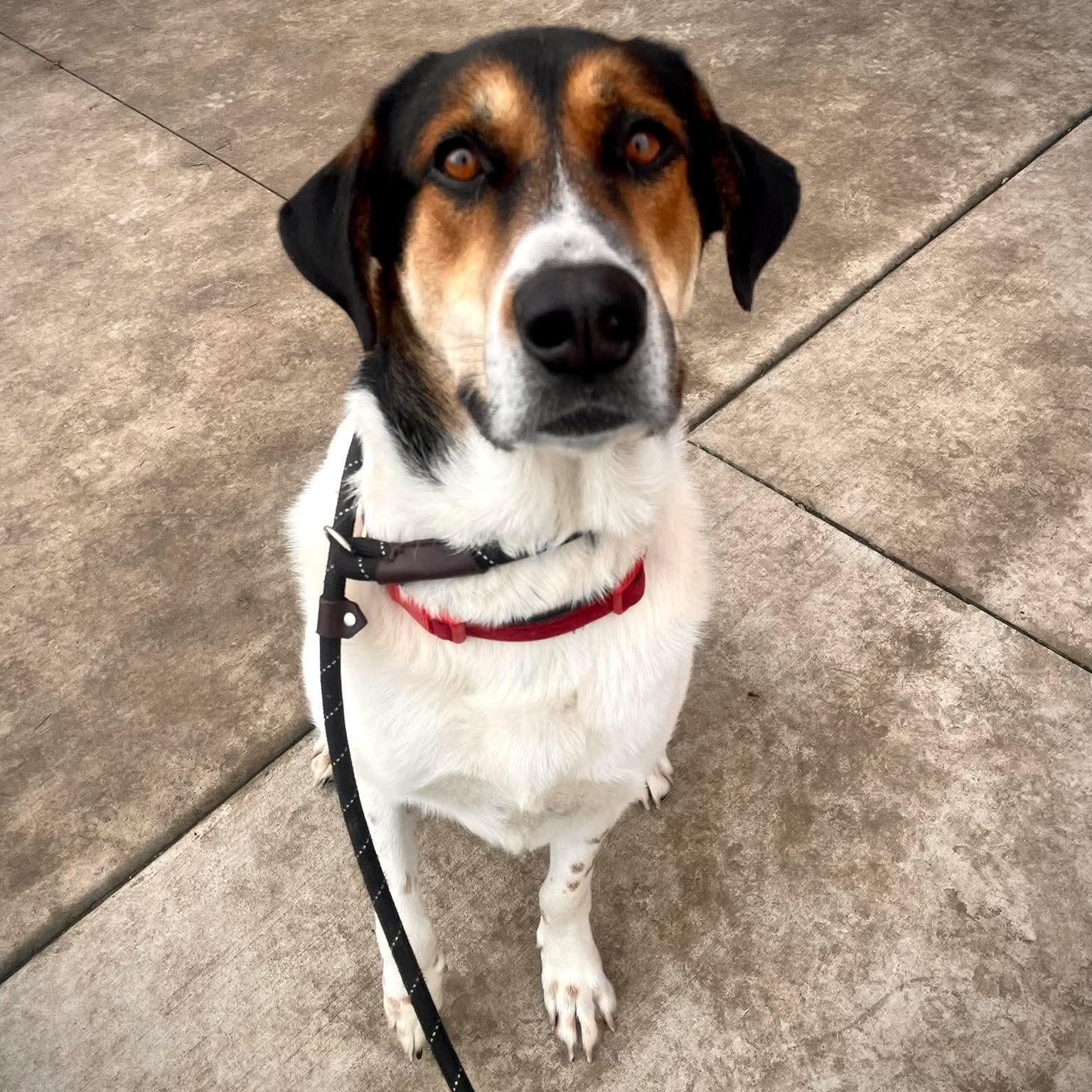 Harper, ADOPTABLE, Young Male Anatolian Shepherd & Collie.