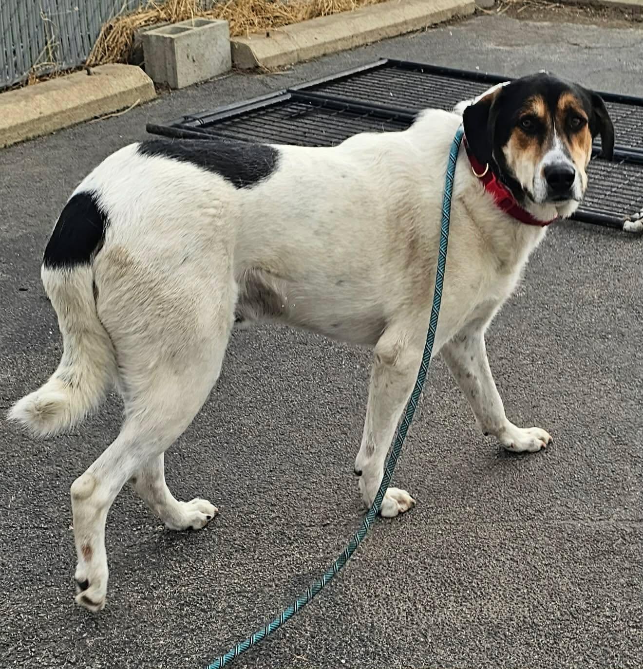 Enlarge Harper, a ADOPTABLE mixed breed in Minooka, IL image 2/4