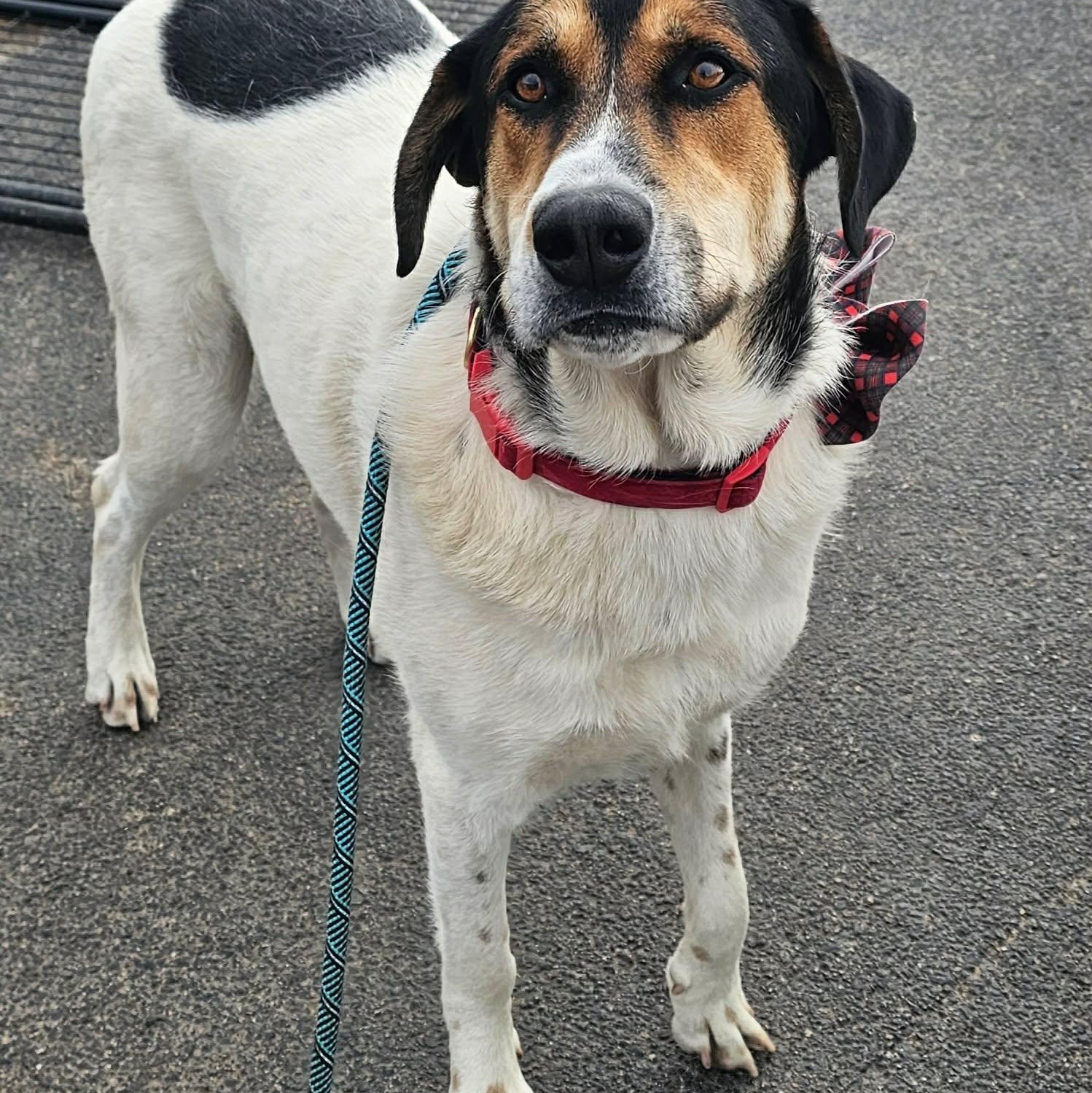 Enlarge Harper, a ADOPTABLE mixed breed in Minooka, IL image 3/4