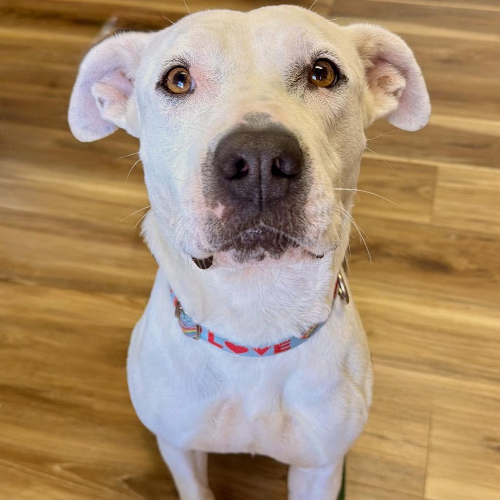 Luna, a Adoptable Pit Bull Terrier in St Joseph, MO image 1/6