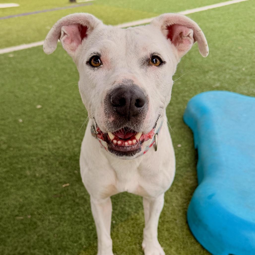 Luna, a Adoptable Pit Bull Terrier in St Joseph, MO image 6/6