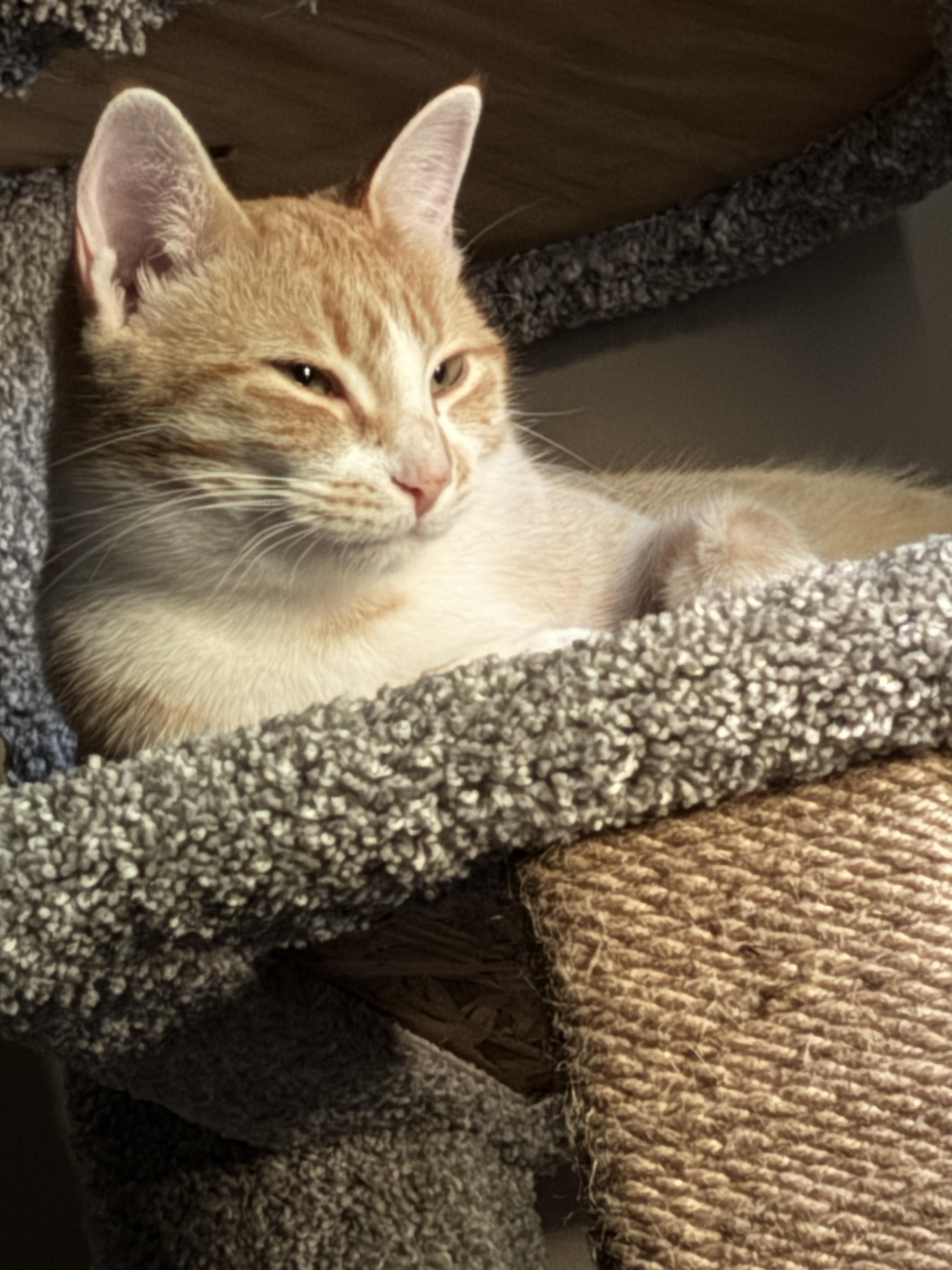 Enlarge Ginger, a Adopted Domestic Short Hair in Chatham, ON image 3/6