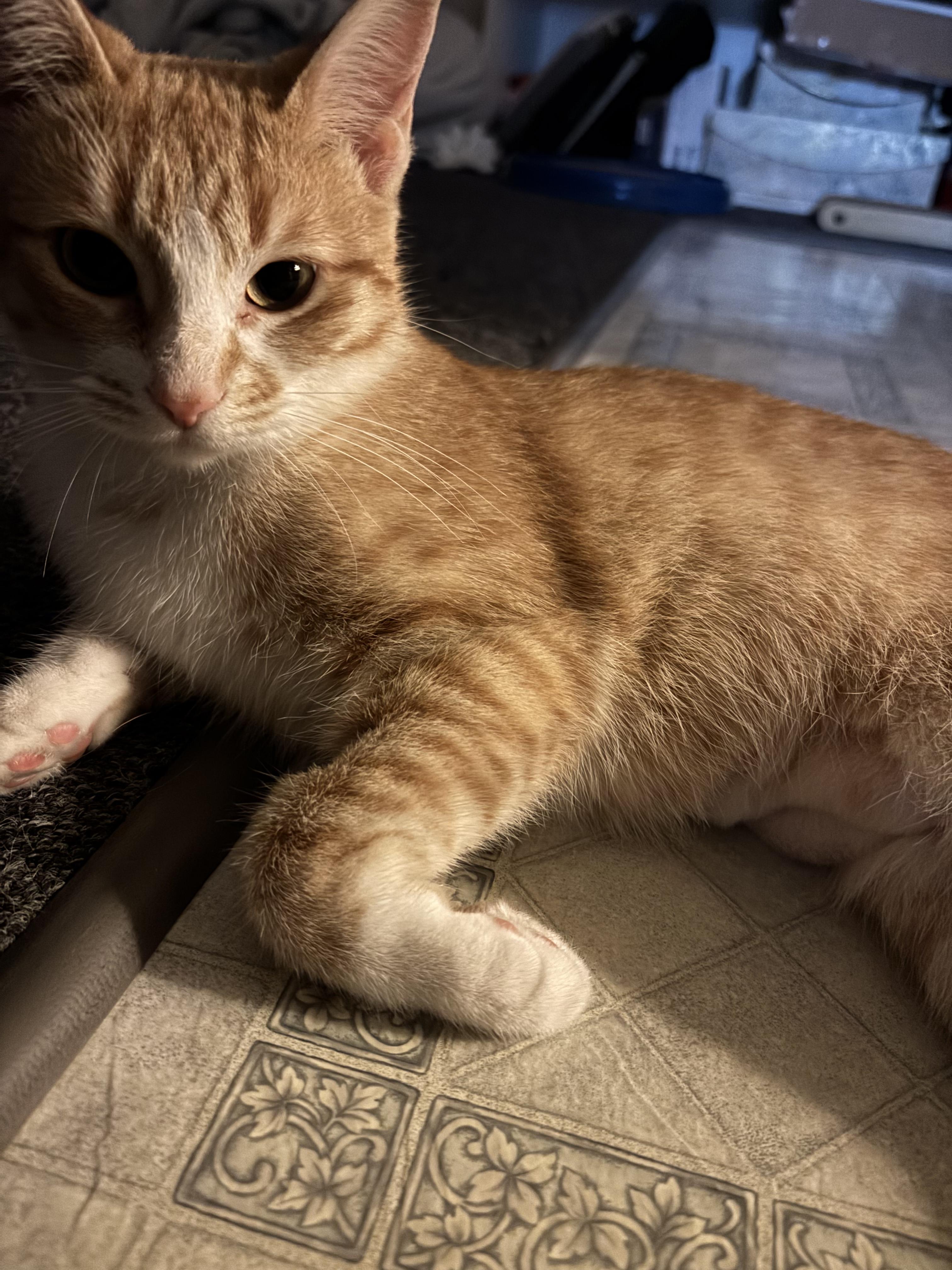 Enlarge Ginger, a Adopted Domestic Short Hair in Chatham, ON image 1/6