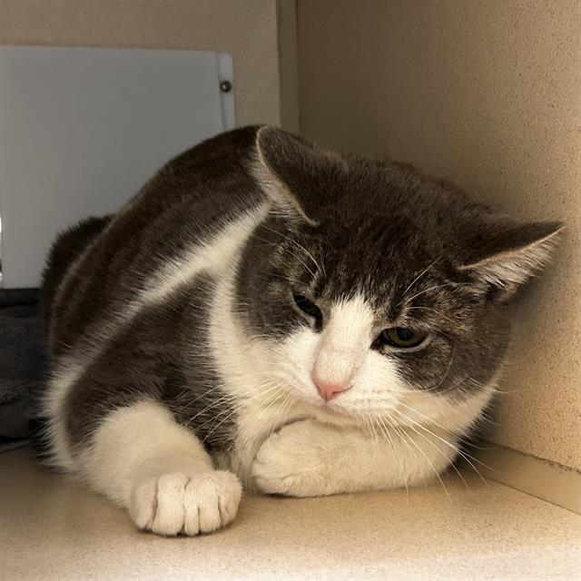 Enlarge HOPPER GILMORE, a Adoptable Domestic Medium Hair in Denver, CO image 1/1