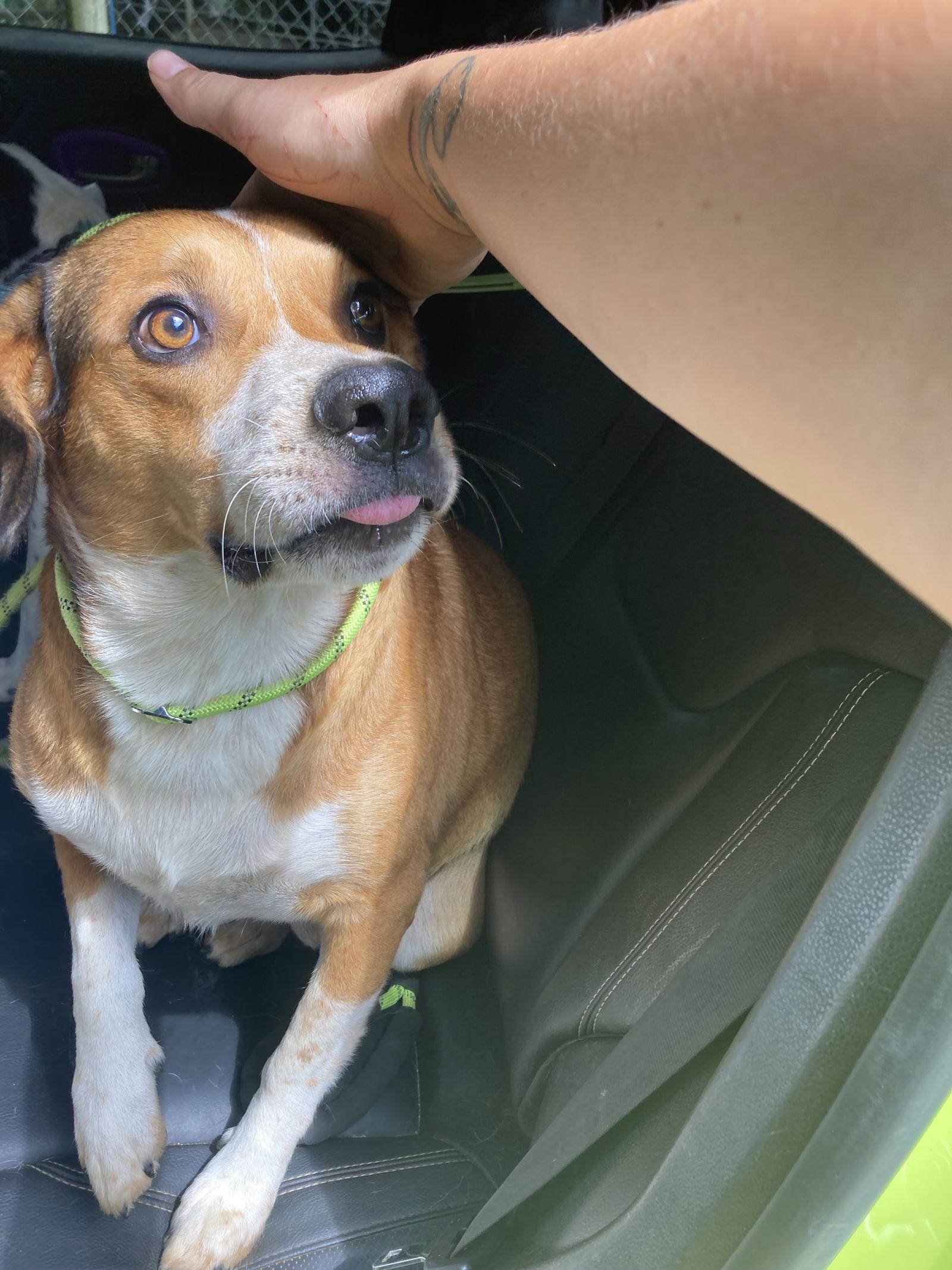 Max, a Adoptable Hound in Chatham, VA image 1/2