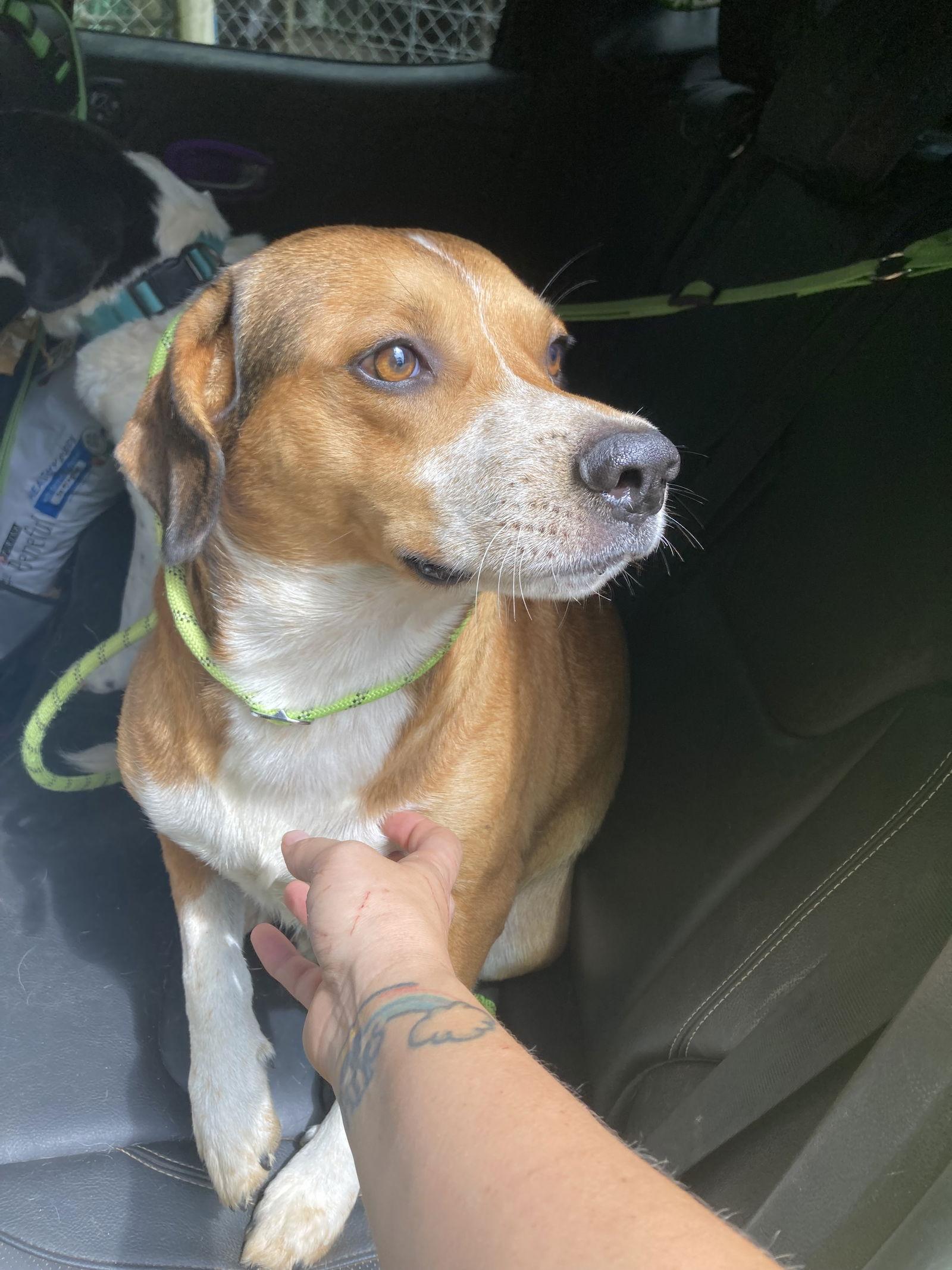 Max, a Adoptable Hound in Chatham, VA image 2/2