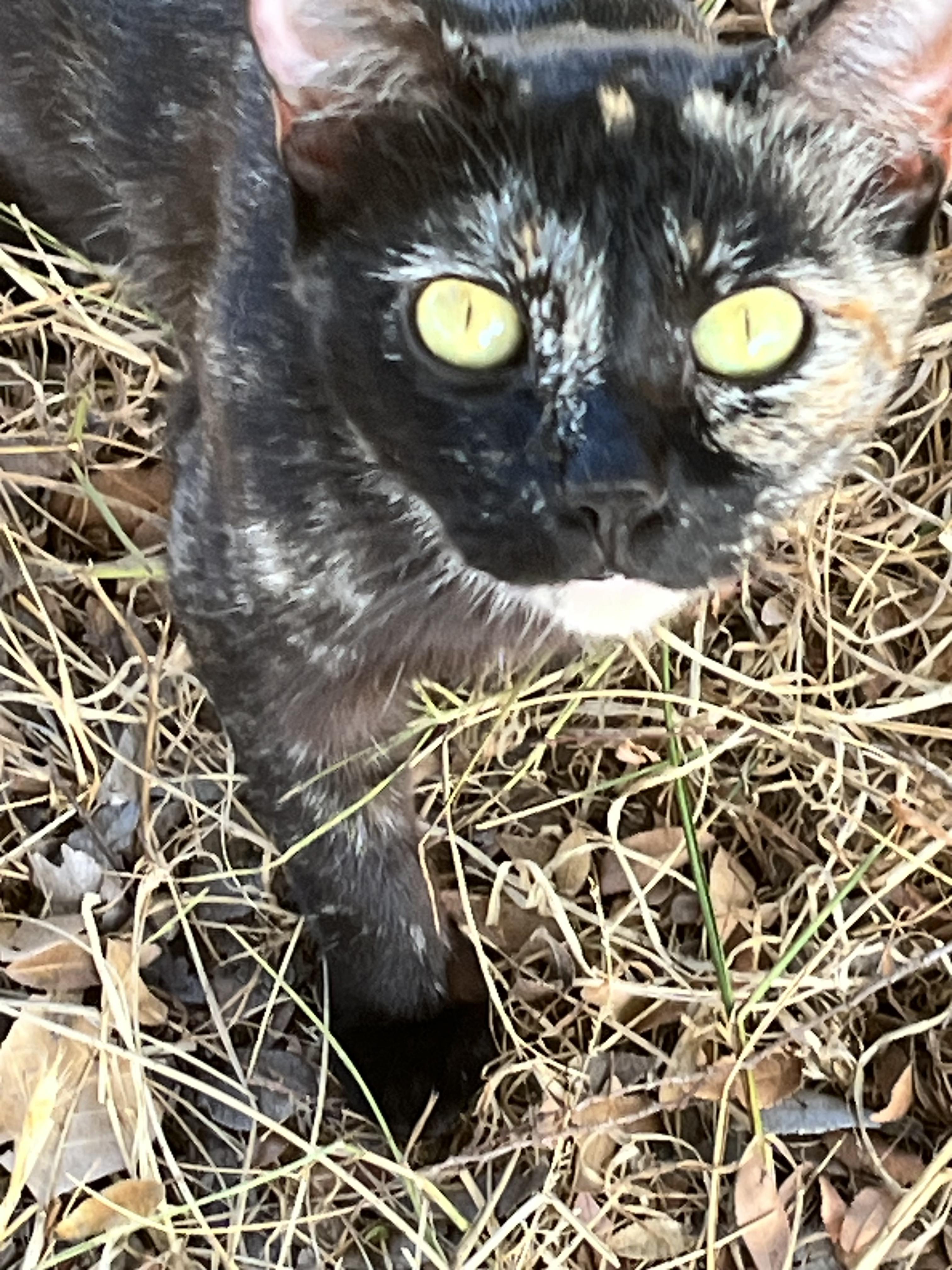 Ms. Tart 'n Tortie!!