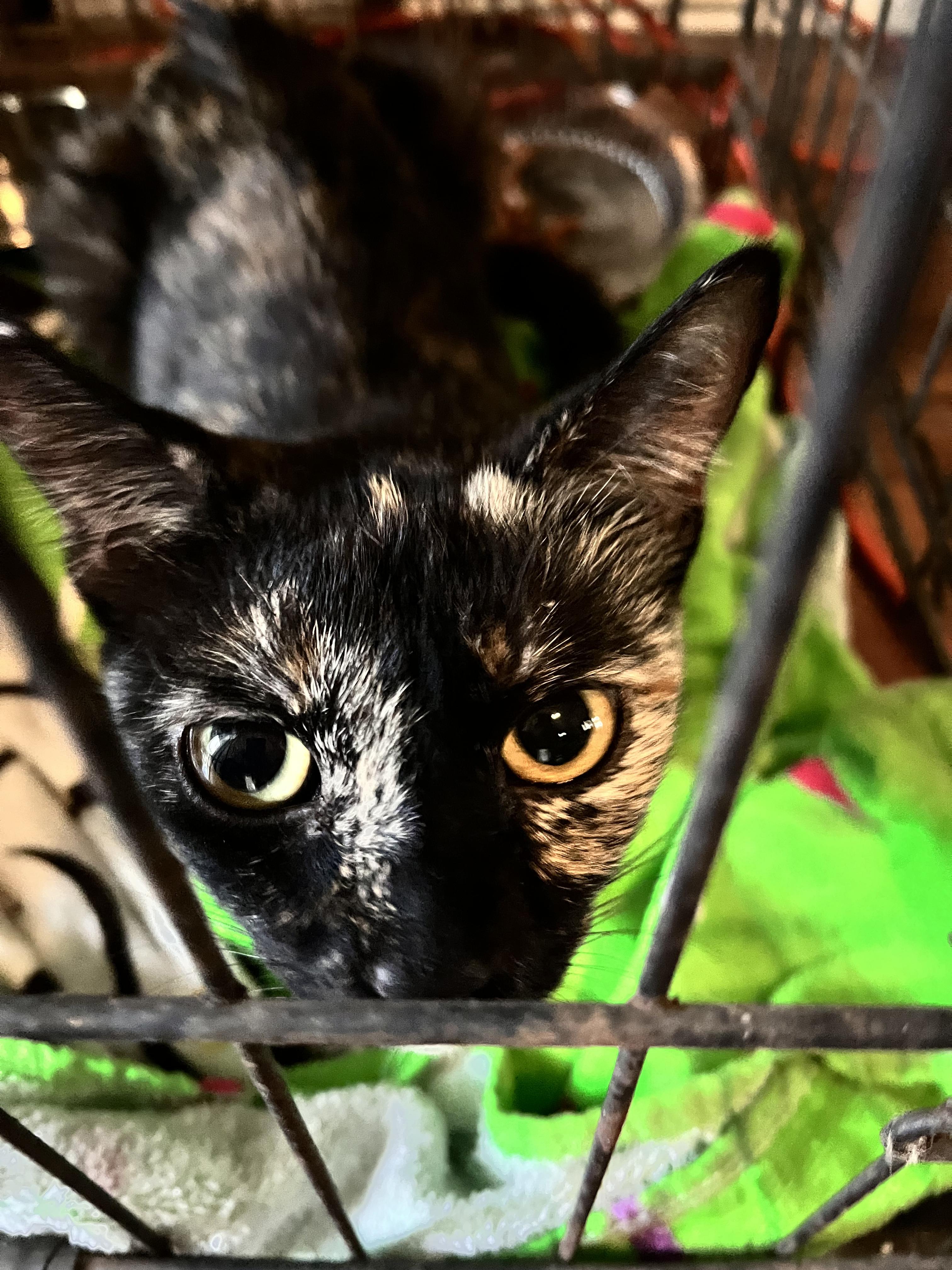 Ms. Tart 'n Tortie!!