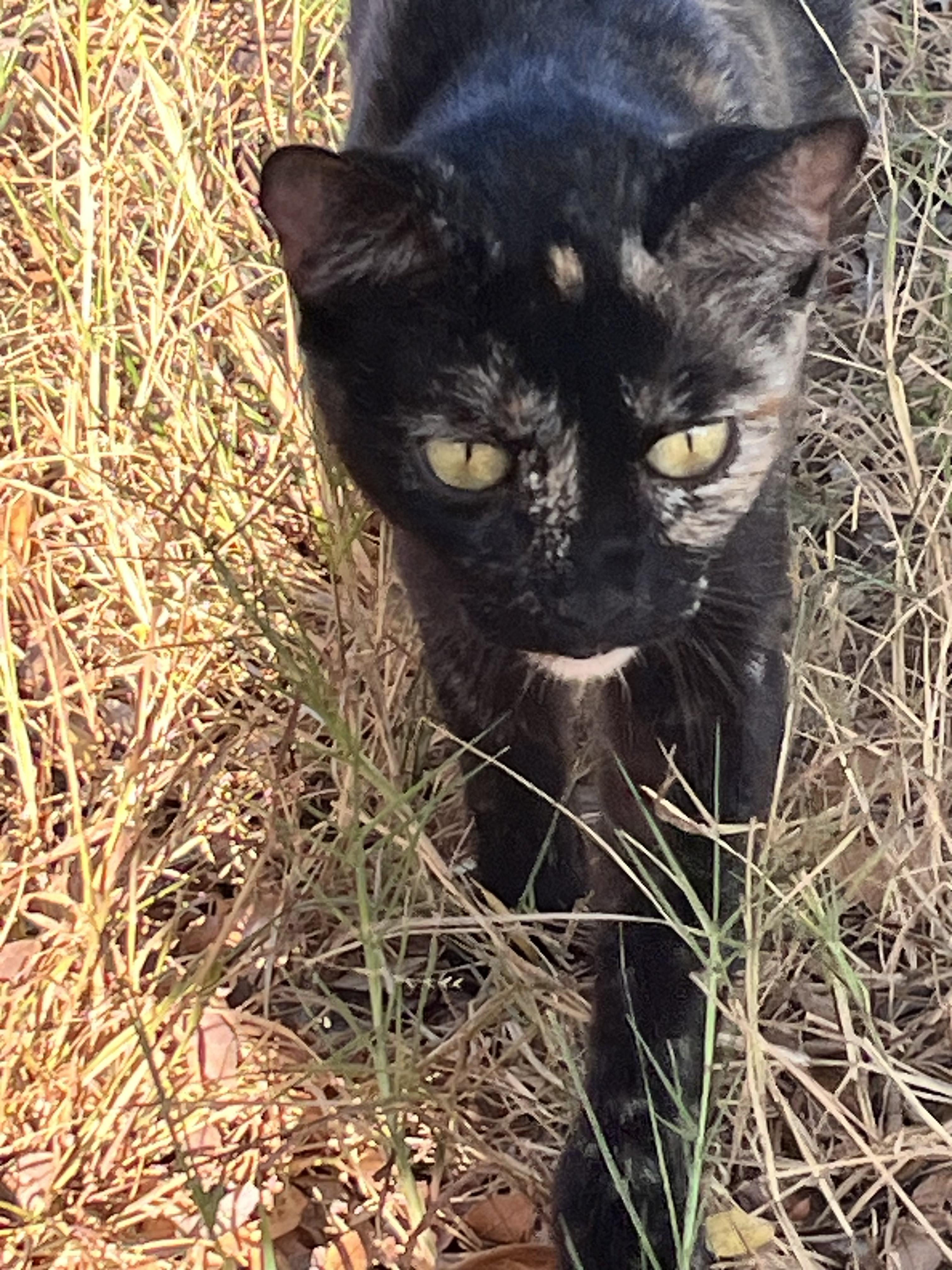 Ms. Tart 'n Tortie!!