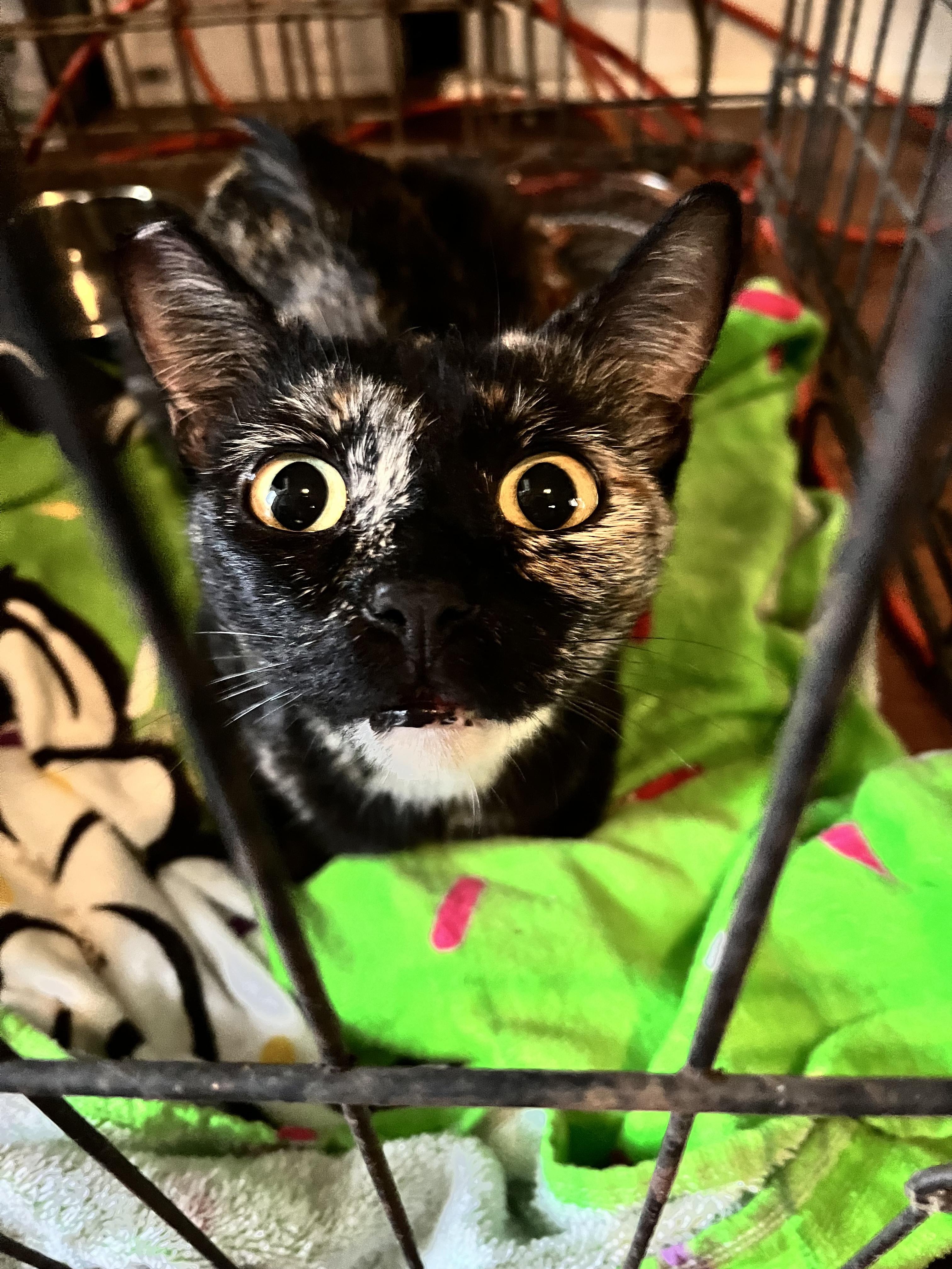 Ms. Tart 'n Tortie!!