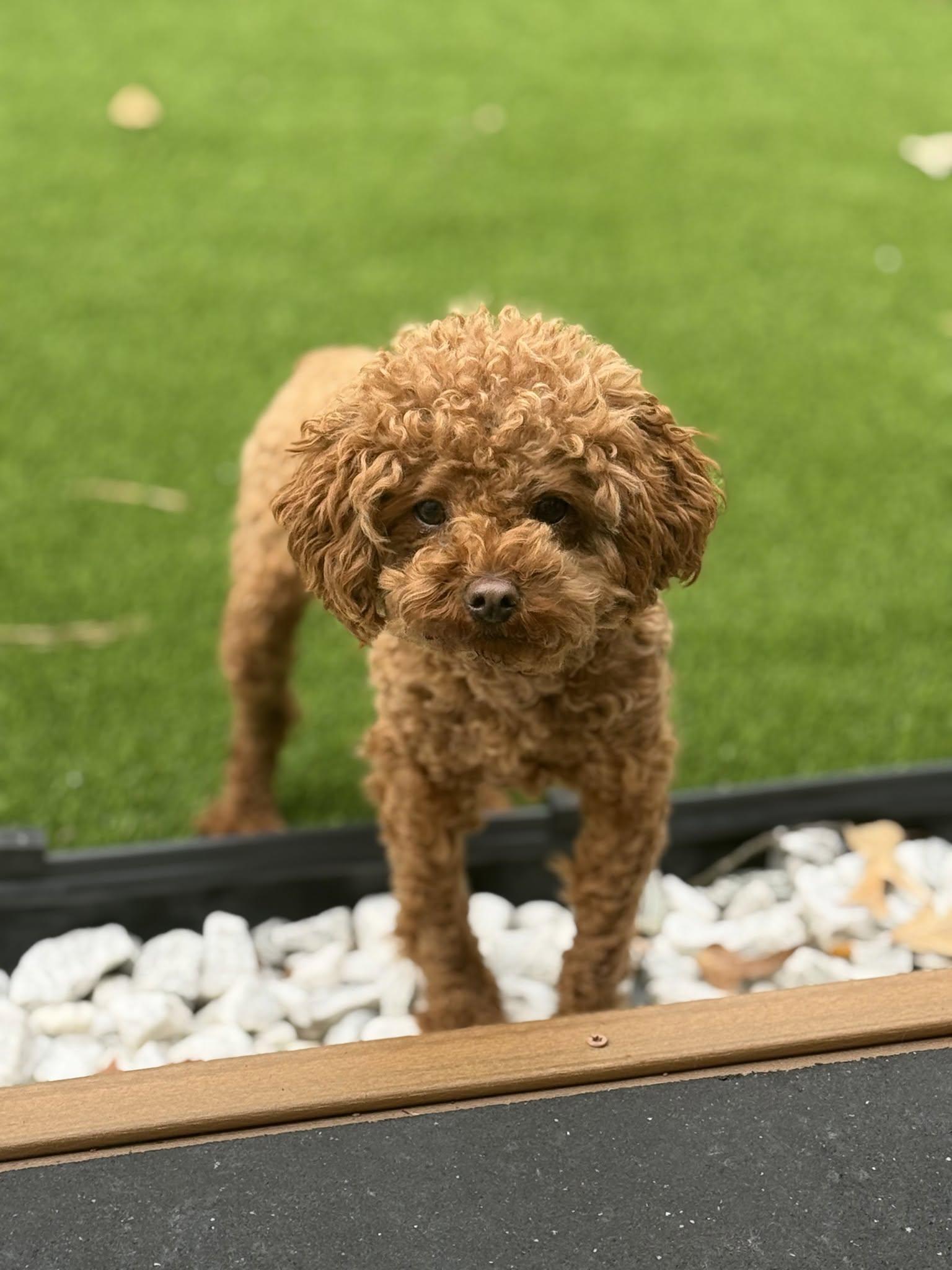 Dao Dao, Adopted, Young Female Poodle.