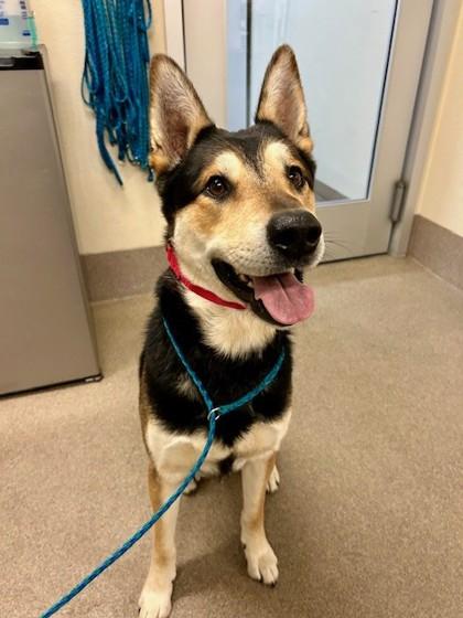 Raccoon, Adoptable, Adult Male Husky & Cattle Dog.