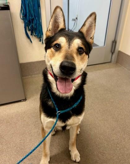 Enlarge Raccoon, a Adoptable mixed breed in Everett, WA image 2/2