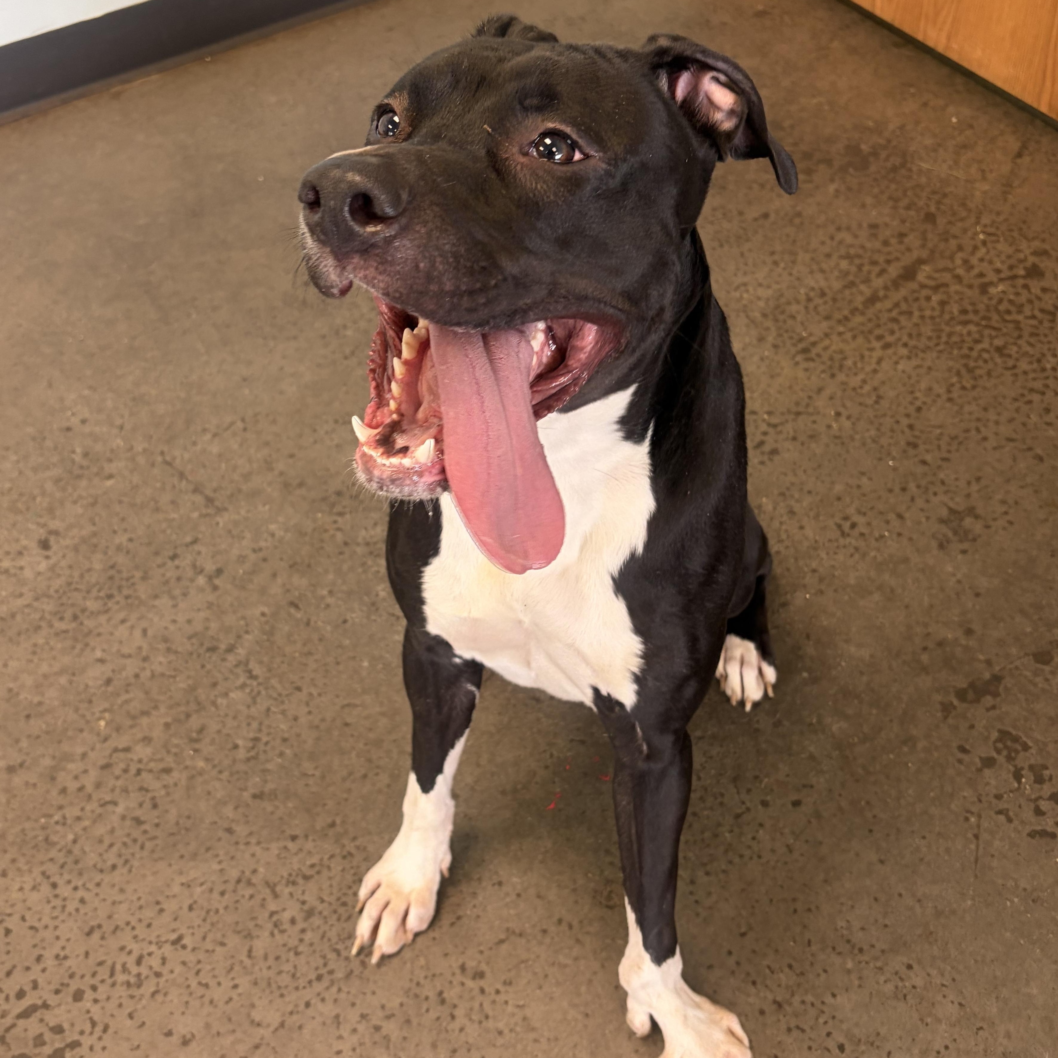 Enlarge Lolita, a ADOPTABLE Mixed Breed in Mishawaka, IN image 2/5