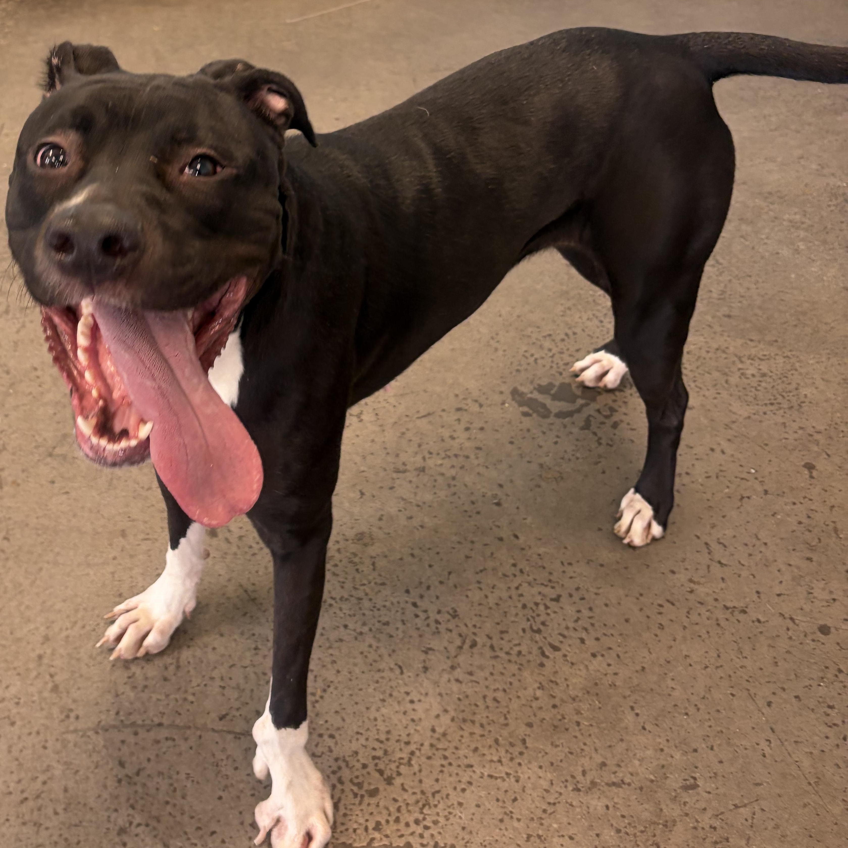 Enlarge Lolita, a ADOPTABLE Mixed Breed in Mishawaka, IN image 1/5