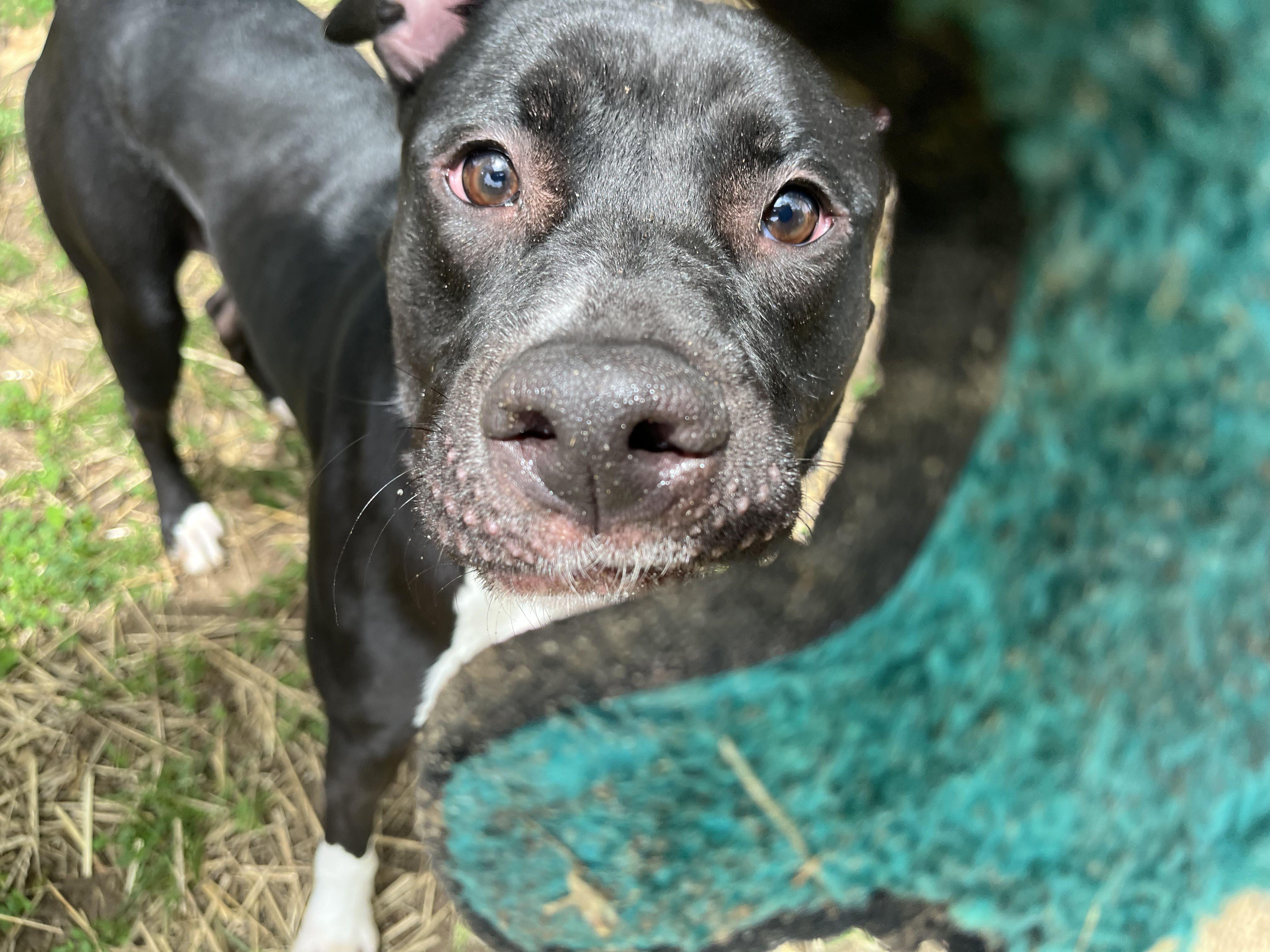 Lolita, a ADOPTABLE Mixed Breed in Mishawaka, IN image 3/6