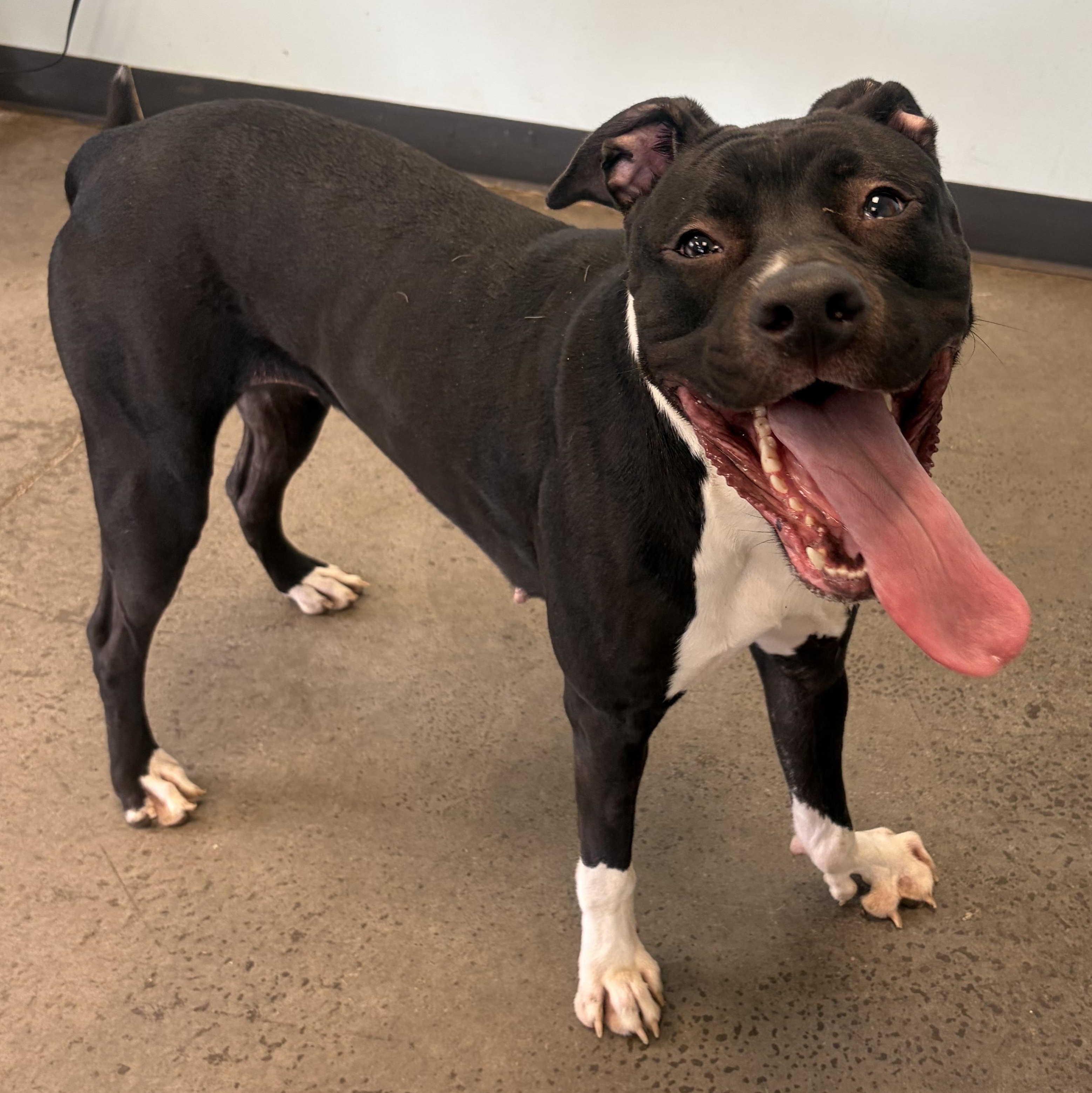 Enlarge Lolita, a ADOPTABLE Mixed Breed in Mishawaka, IN image 3/5