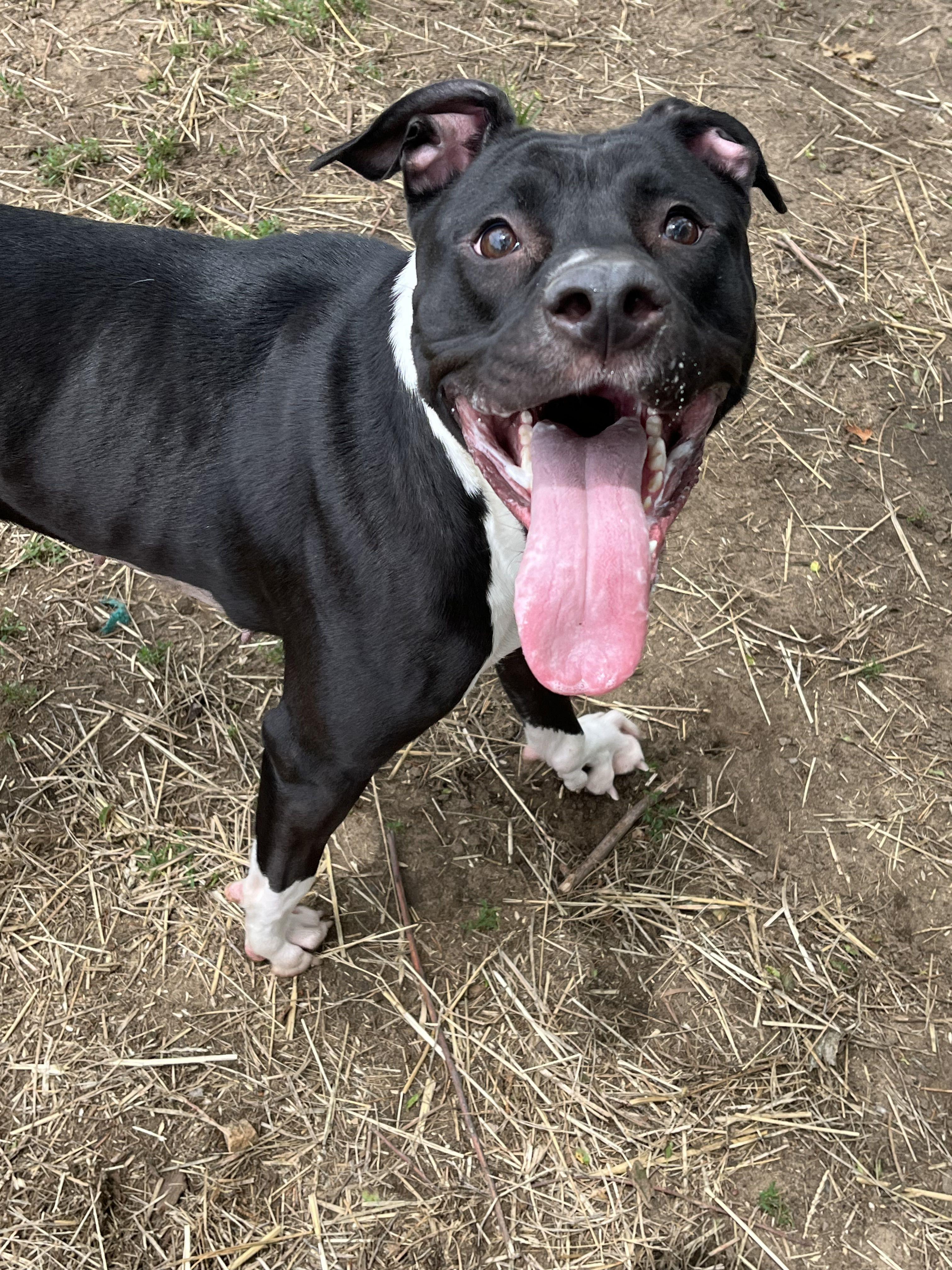 Lolita, a ADOPTABLE Mixed Breed in Mishawaka, IN image 4/6