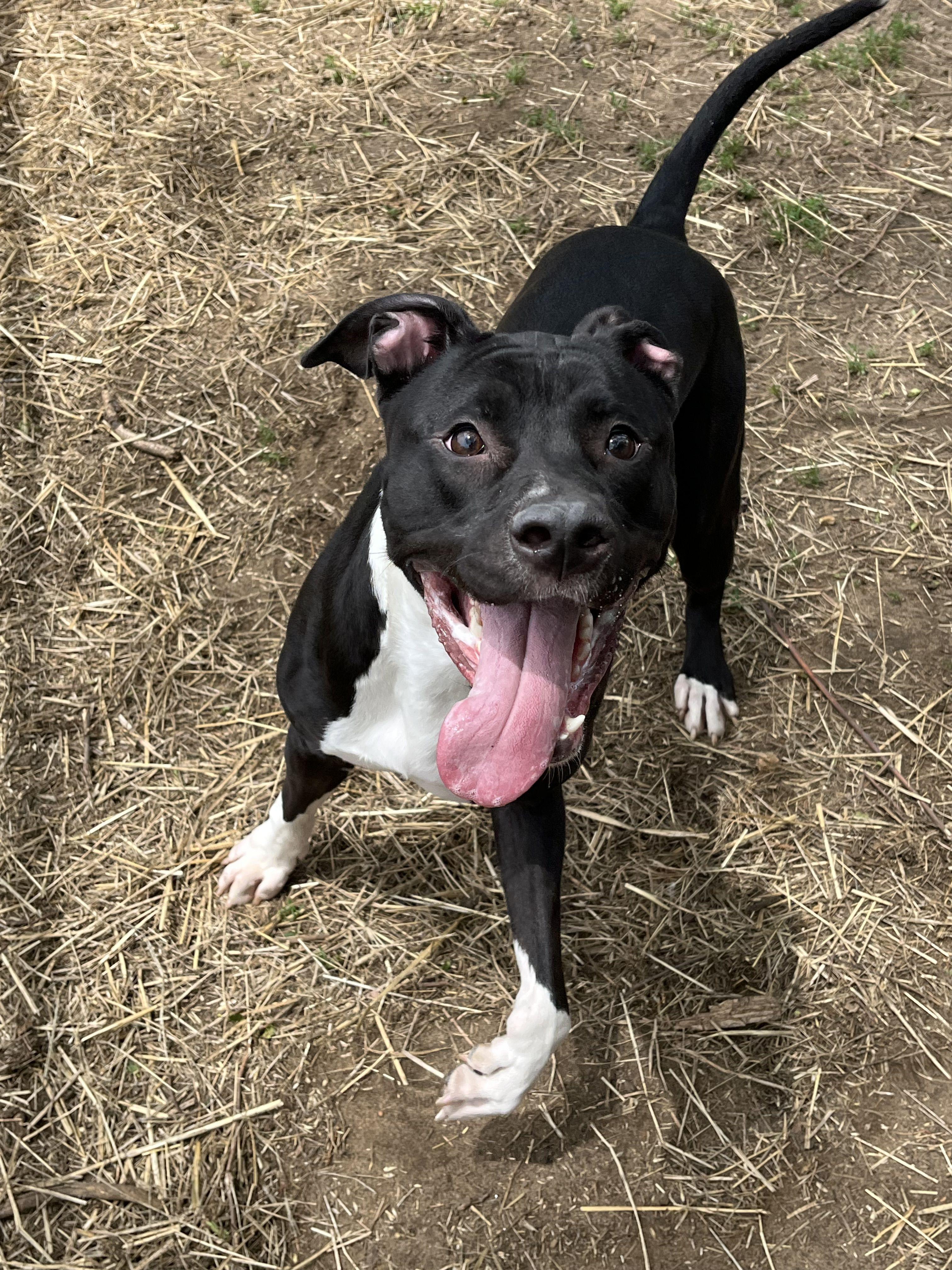 Lolita, a ADOPTABLE Mixed Breed in Mishawaka, IN image 2/6