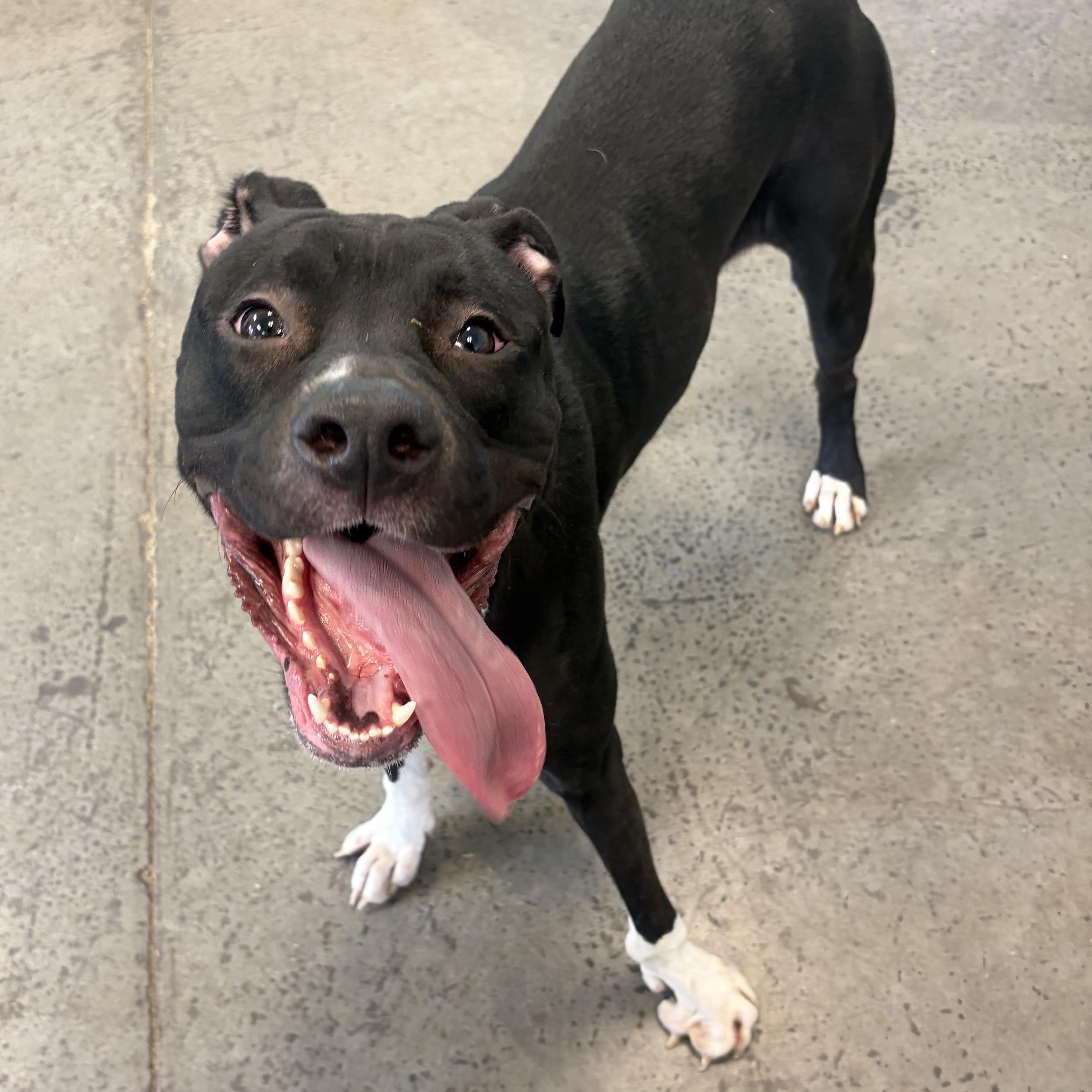Enlarge Lolita, a ADOPTABLE Mixed Breed in Mishawaka, IN image 5/5