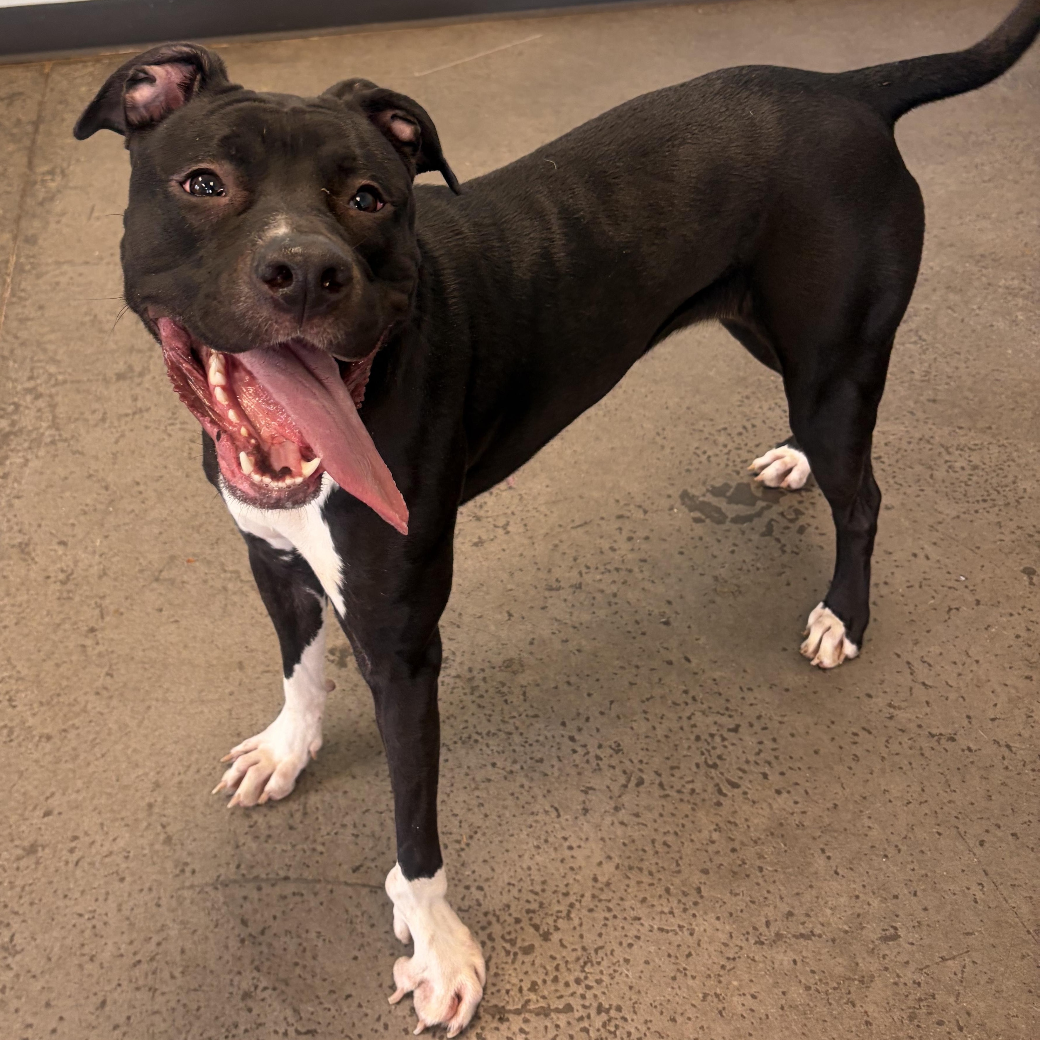 Enlarge Lolita, a ADOPTABLE Mixed Breed in Mishawaka, IN image 4/5