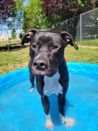 Lolita, a ADOPTABLE Mixed Breed in Mishawaka, IN image 1/6