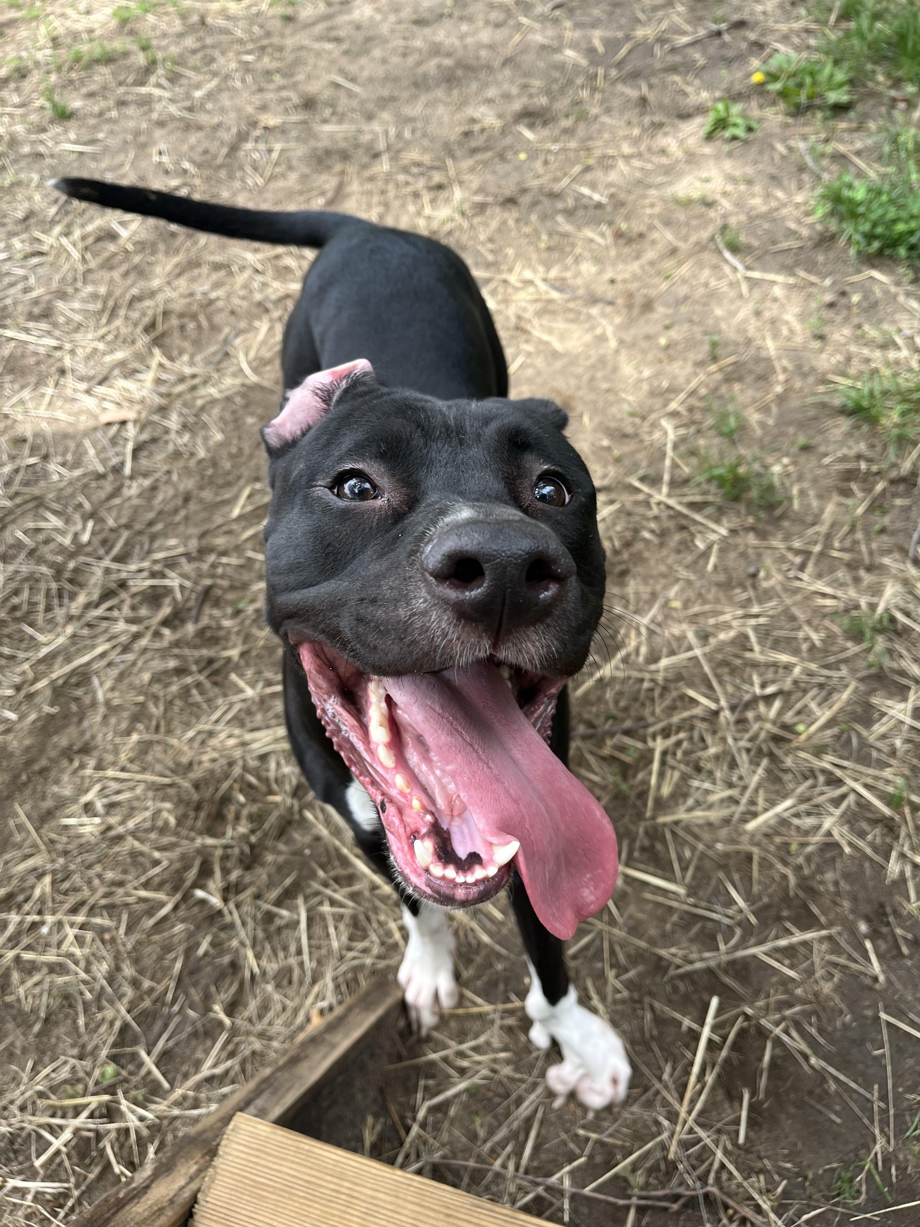 Lolita, a ADOPTABLE Mixed Breed in Mishawaka, IN image 6/6