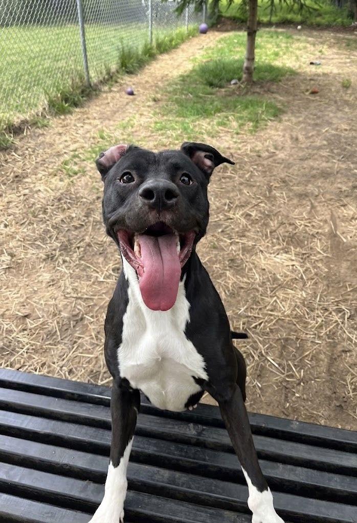 Lolita, a ADOPTABLE Mixed Breed in Mishawaka, IN image 5/6
