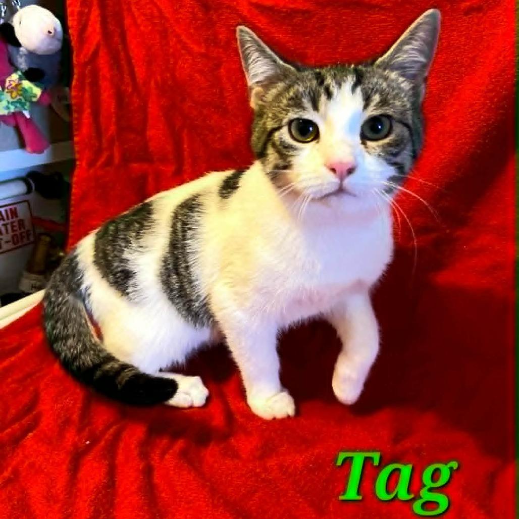 Enlarge Tag, a Adoptable Domestic Short Hair in Charlottesville, VA image 1/1