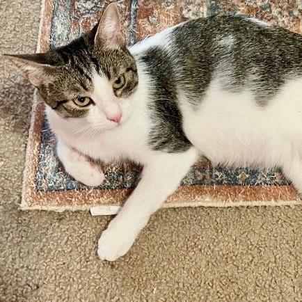 Enlarge Tag, a Adoptable Domestic Short Hair in Charlottesville, VA image 2/5