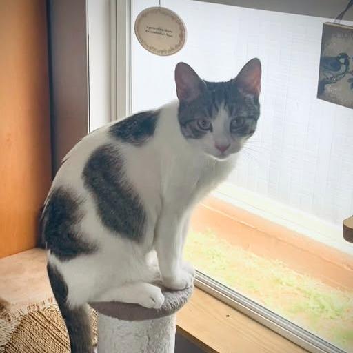 Enlarge Tag, a Adoptable Domestic Short Hair in Charlottesville, VA image 2/3