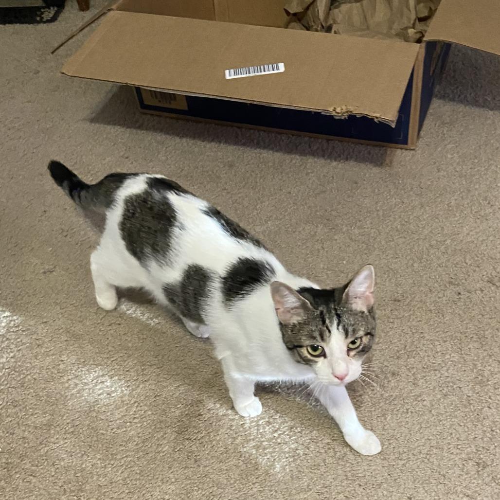 Enlarge Tag, a Adoptable Domestic Short Hair in Charlottesville, VA image 4/5